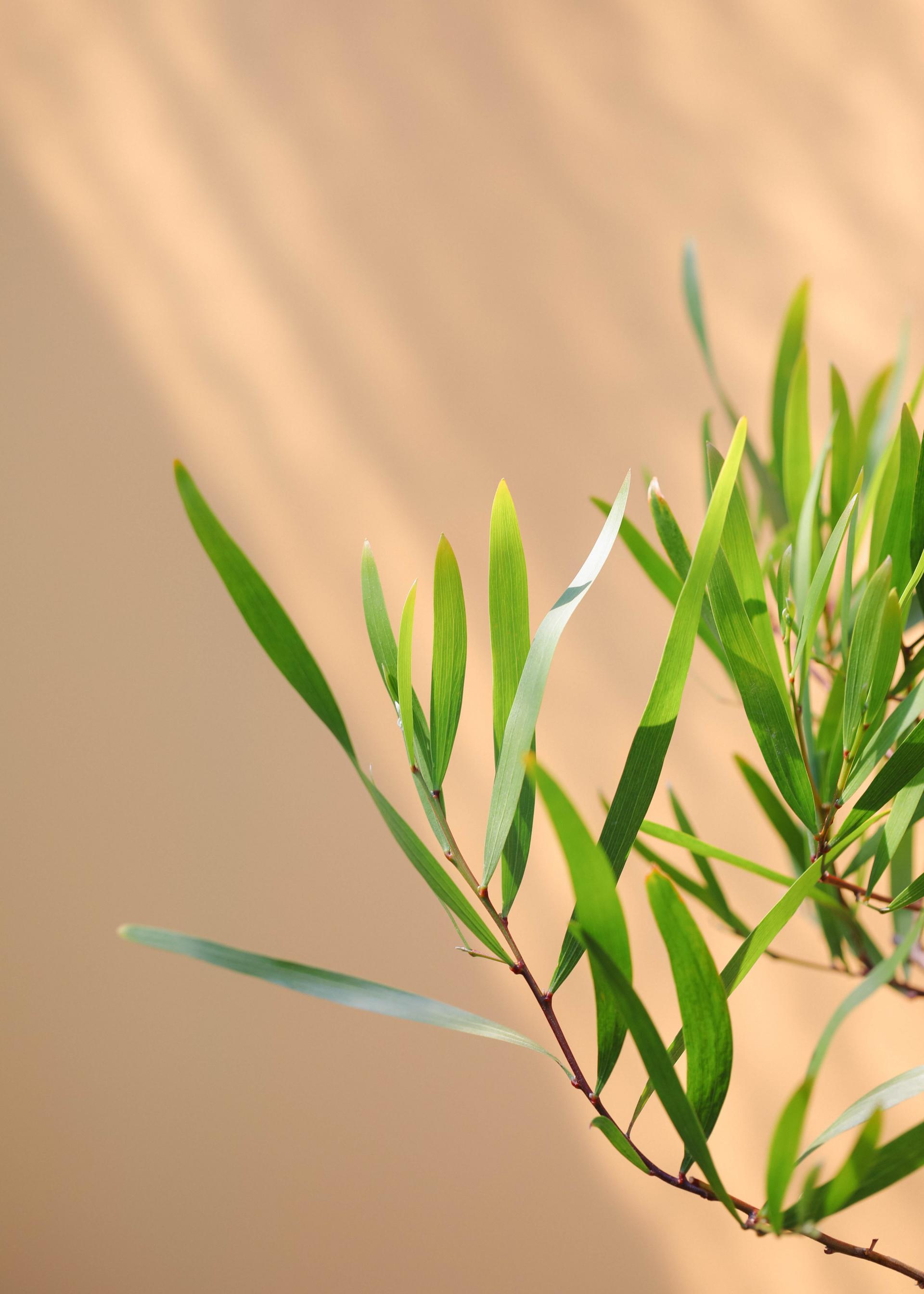 Acacia longifolia 아카시아 롱기폴리아 중품