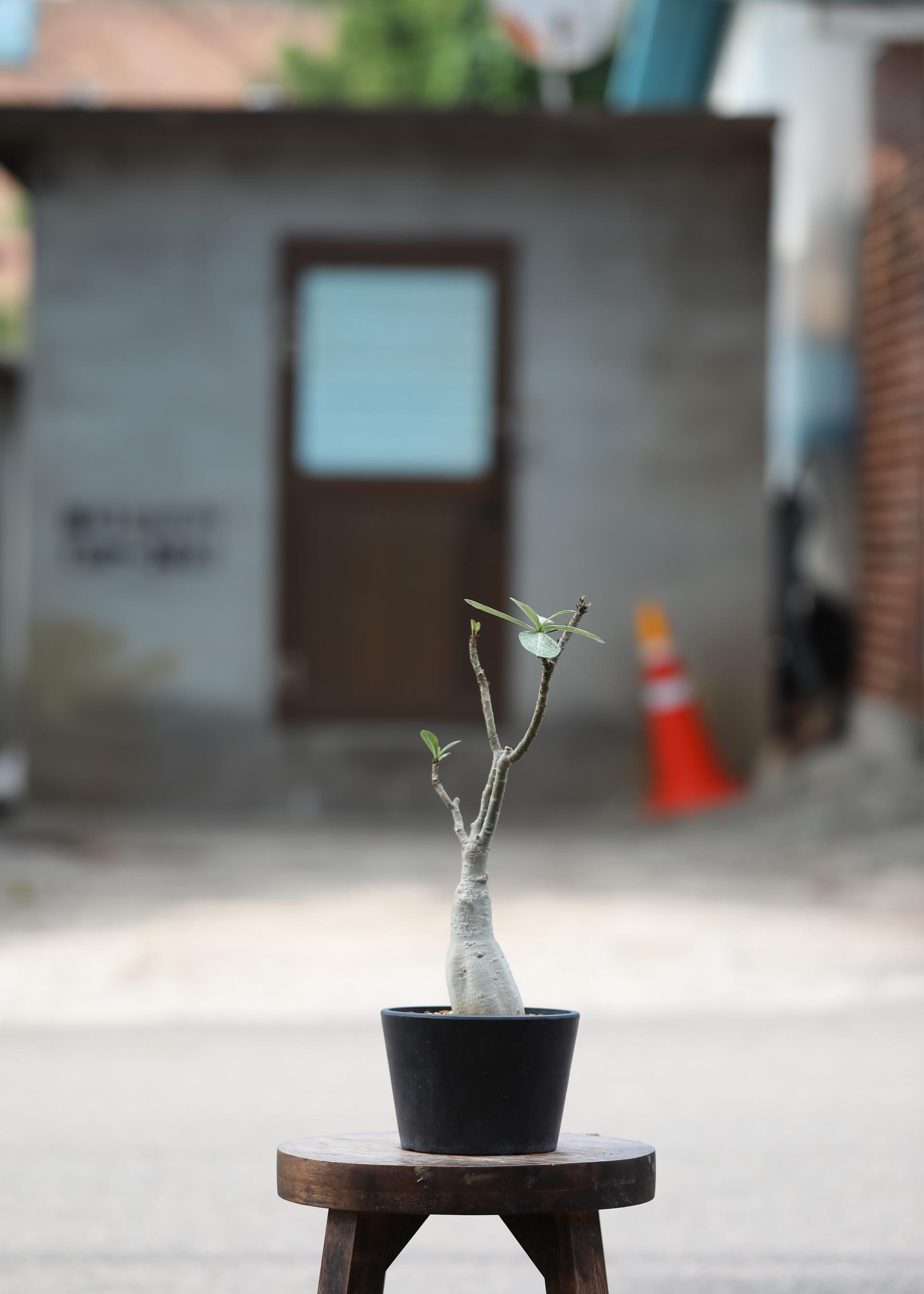 Adenium obesum white + Black simple pot 아데니움 오베섬 무늬종 + 블랙 심플팟