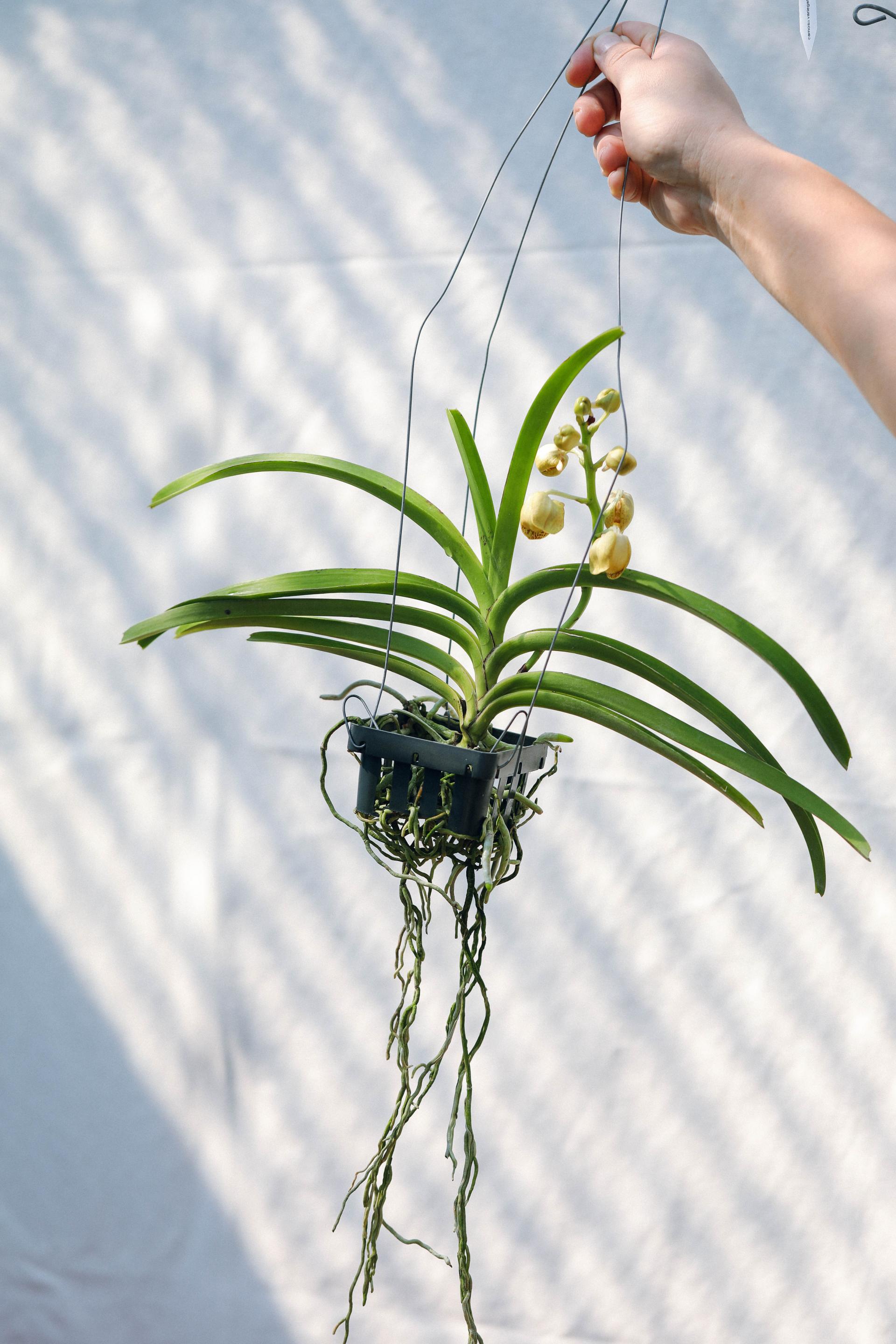 Vanda 'Honey Lemon' 반다 허니레몬