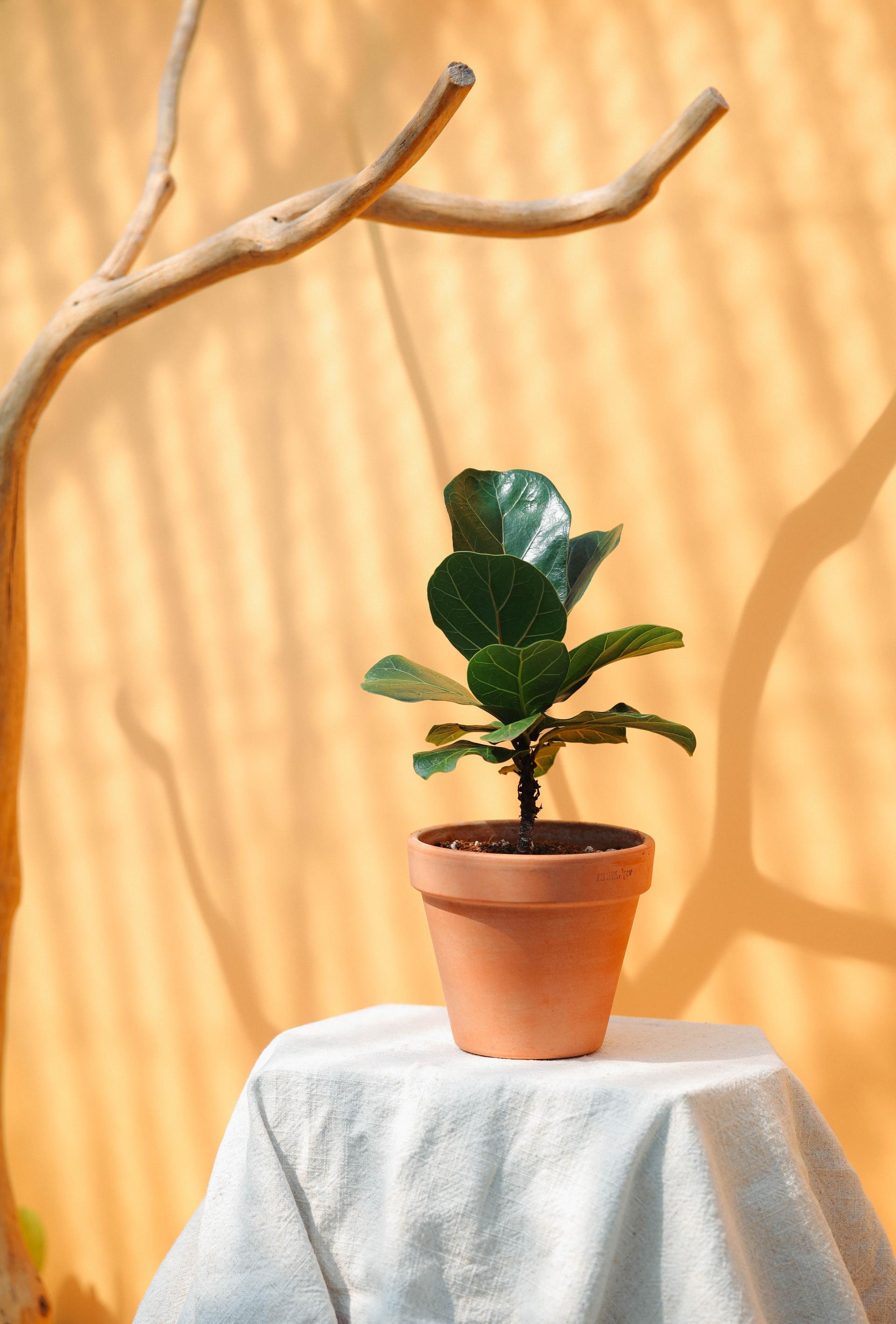 Ficus lyrata + Italy white pot 휘커스 라이라타 (떡갈 고무나무) + 이태리 화이트팟