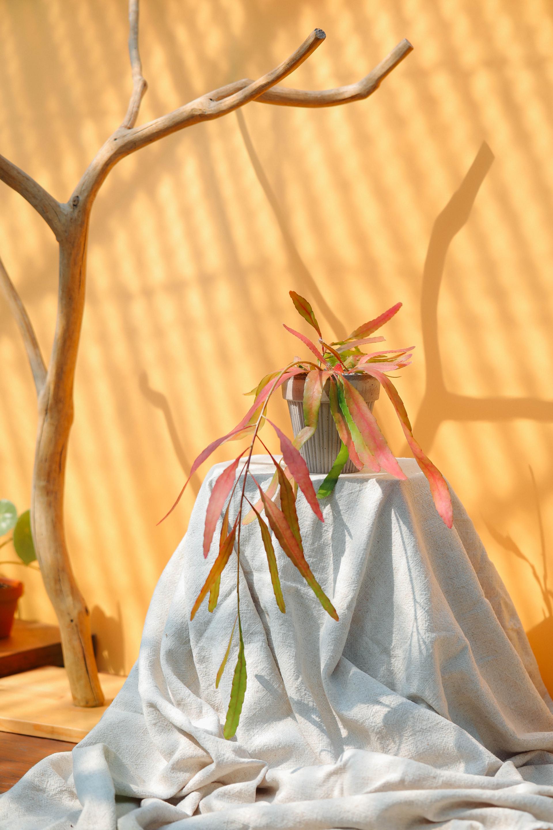 Rhipsalis ramulosa 'Red Coral' + Bergs Potter Simona grey 립살리스 라뮬로사 '레드 코랄' + 베르그포터 시모나 그레이
