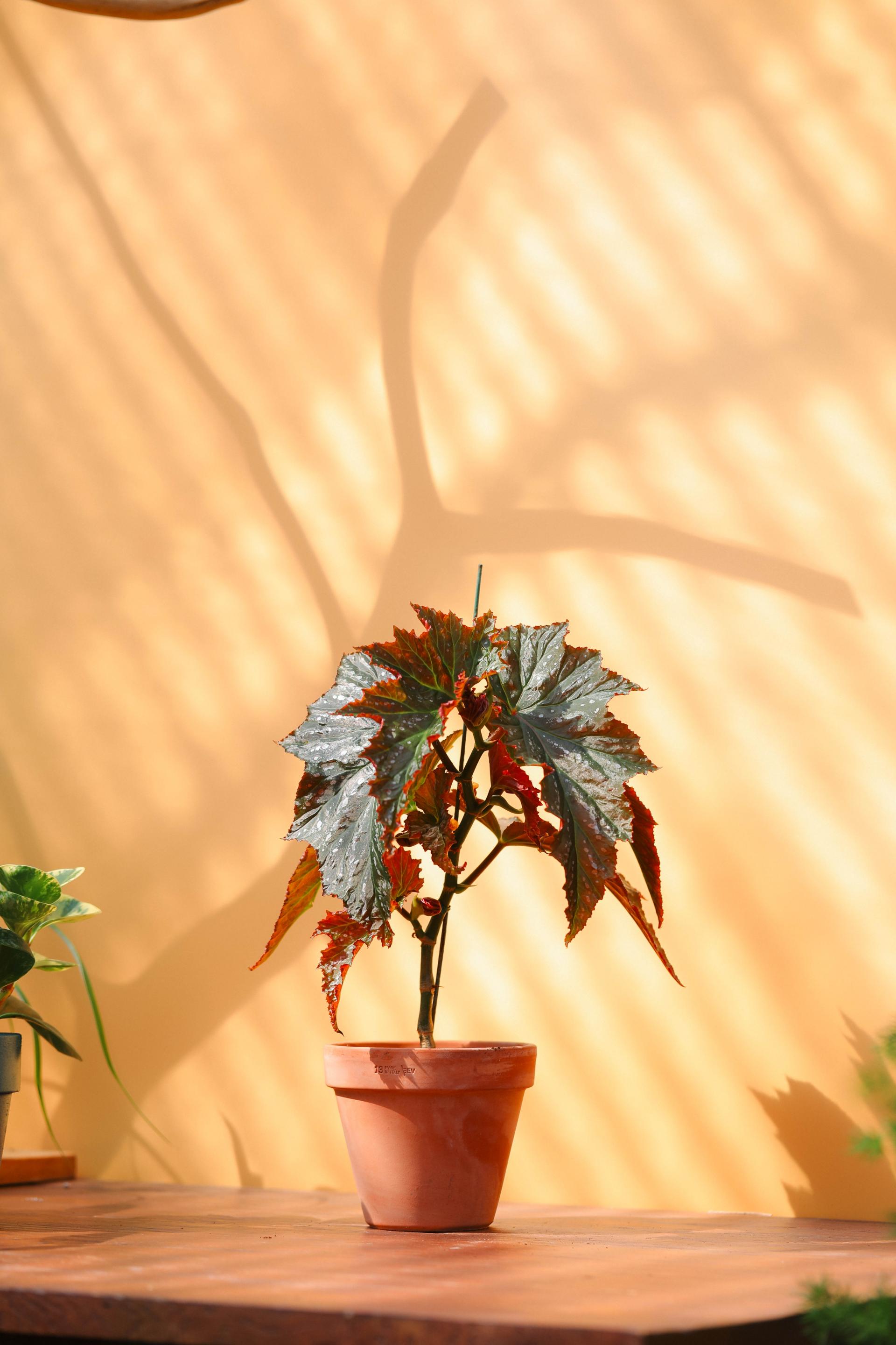 Begonia 'Janne jones' + Italy simple pot 베고니아 잔느 존스 + 이태리 심플팟