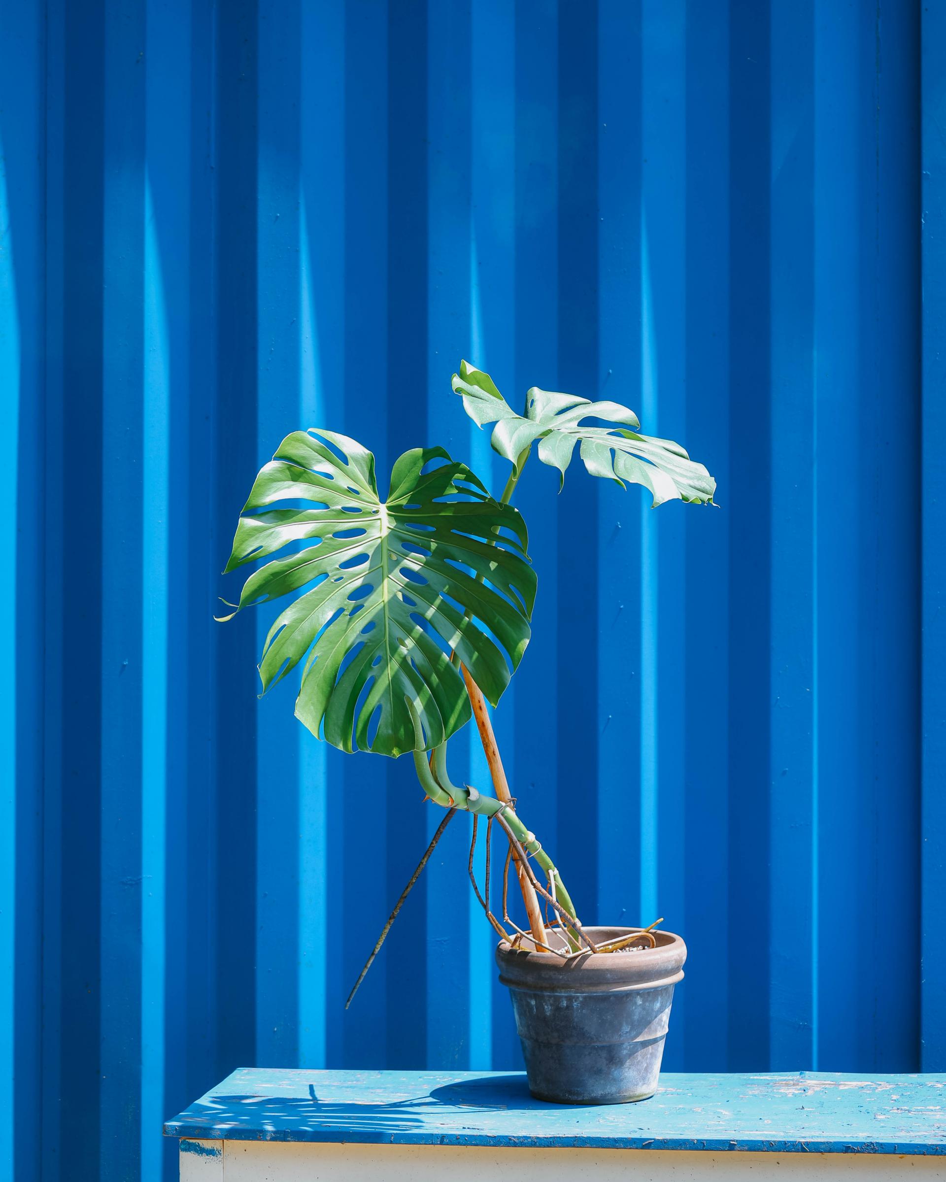 Monstera deliciosa + Germany mocha double ring pot 대왕 몬스테라 델리시오사 + 독일 모카 더블링팟