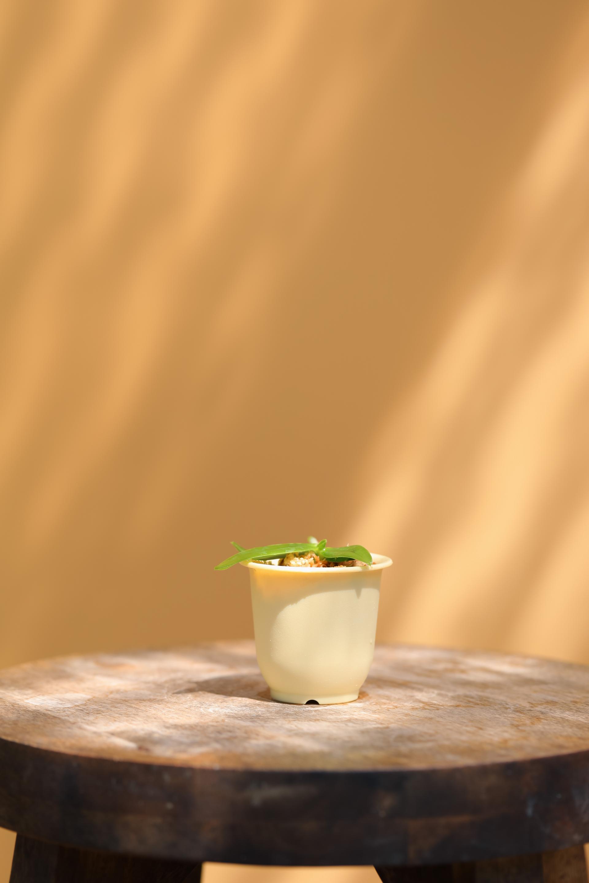 Tuberolabium kotoense + Mini honey jar pot 아리산 풍란 + 미니 허니자르팟