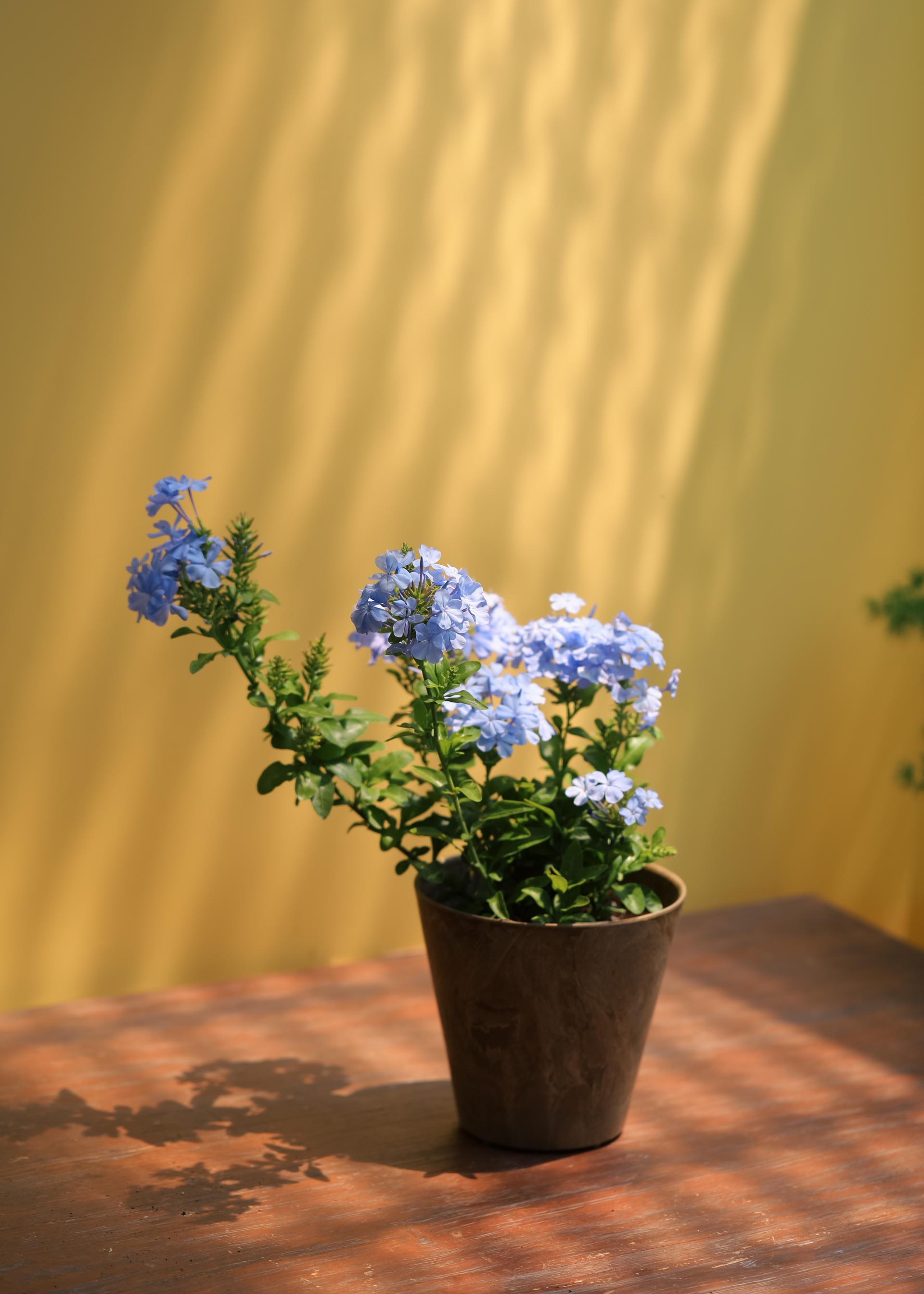 Plumbago auriculata 플럼바고 아우리쿨라타 (블루 플럼바고) 중품