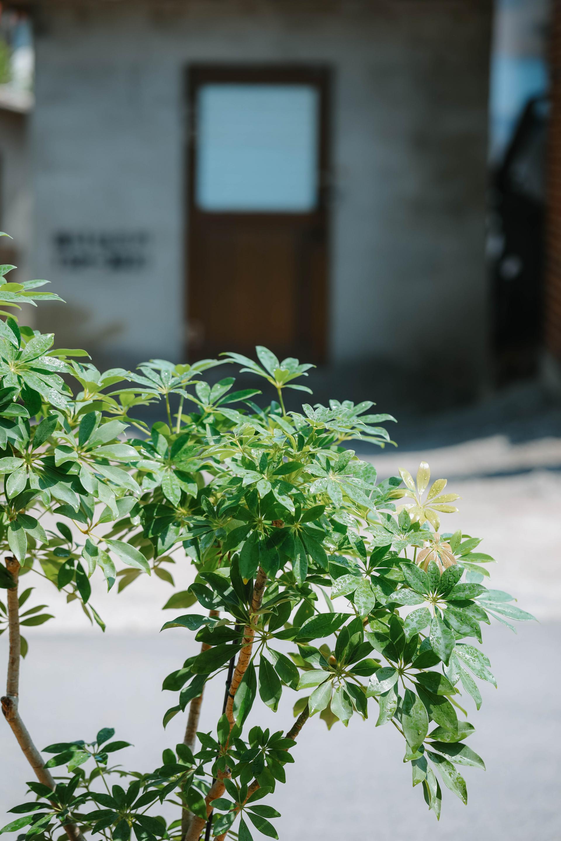 Schefflera arboricola gold + Italy square pot 쉐프렐라 아보리콜라 골드 (형광 홍콩야자) + 이태리 스퀘어팟