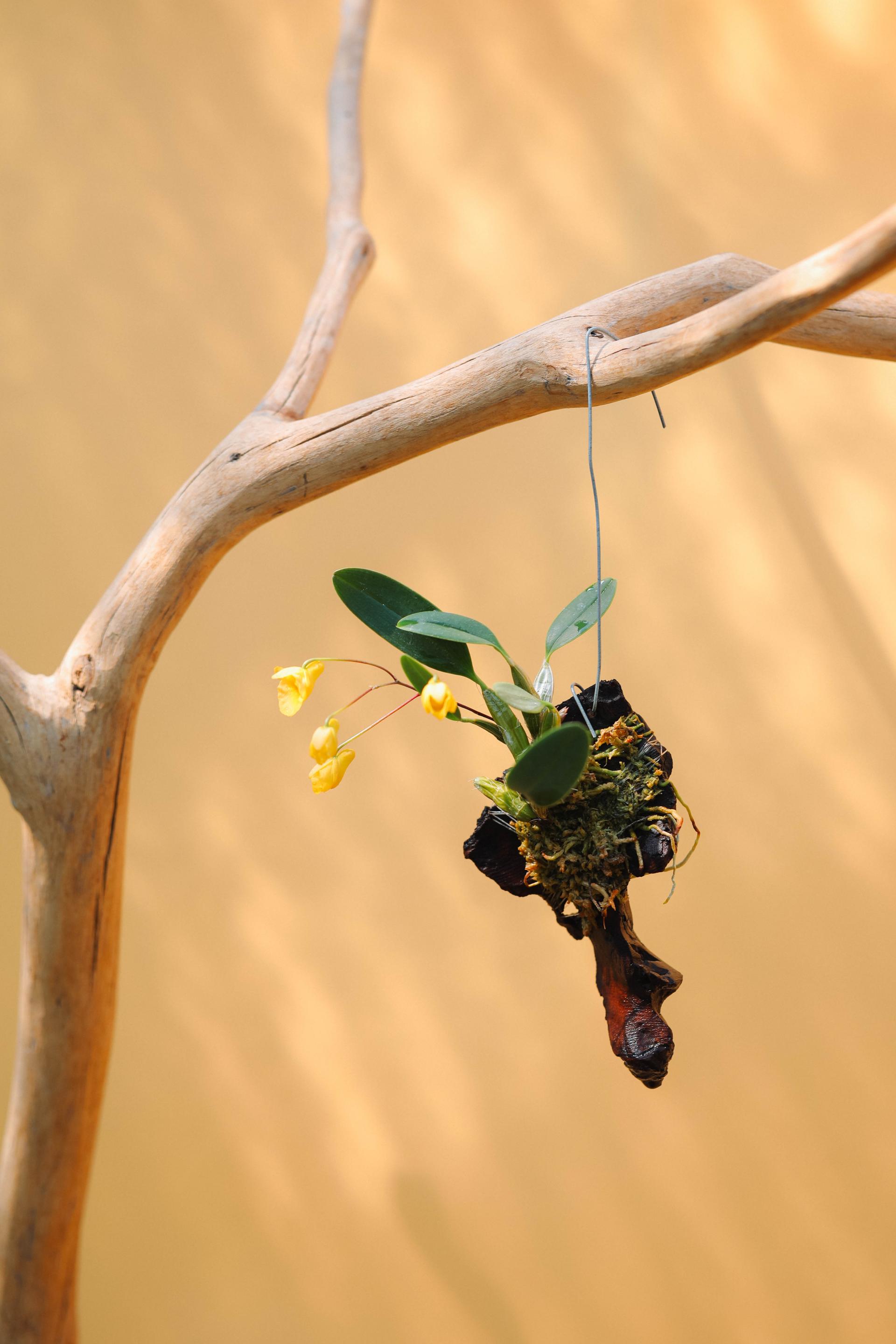 Dendrobium Ueang Phueng 덴드로비움 엉펑 목부작
