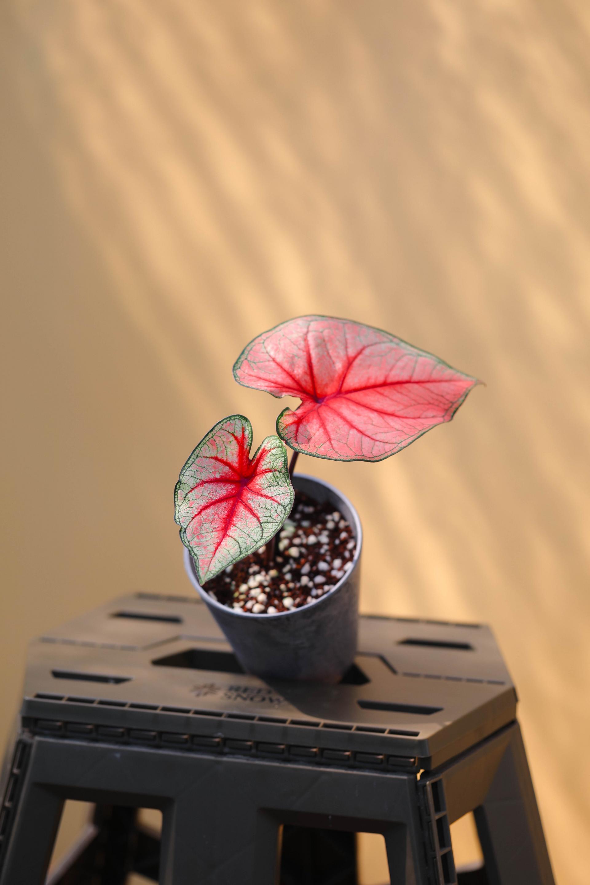 Caladium 'Radiance' 칼라디움 라디언스