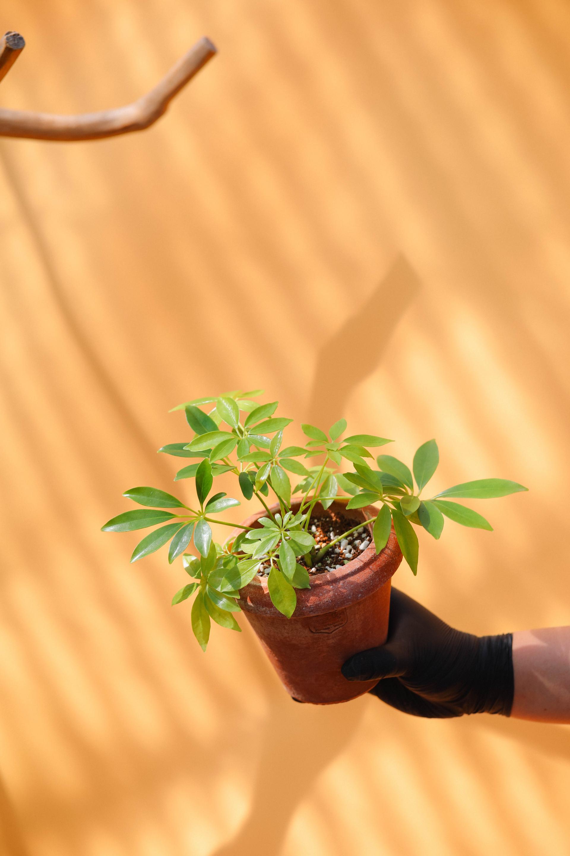 Schefflera arboricola gold + Poggi Ugo Conino con orlo 쉐프렐라 아보리콜라 골드 (형광 홍콩야자) + 이태리 포지우고 코니노