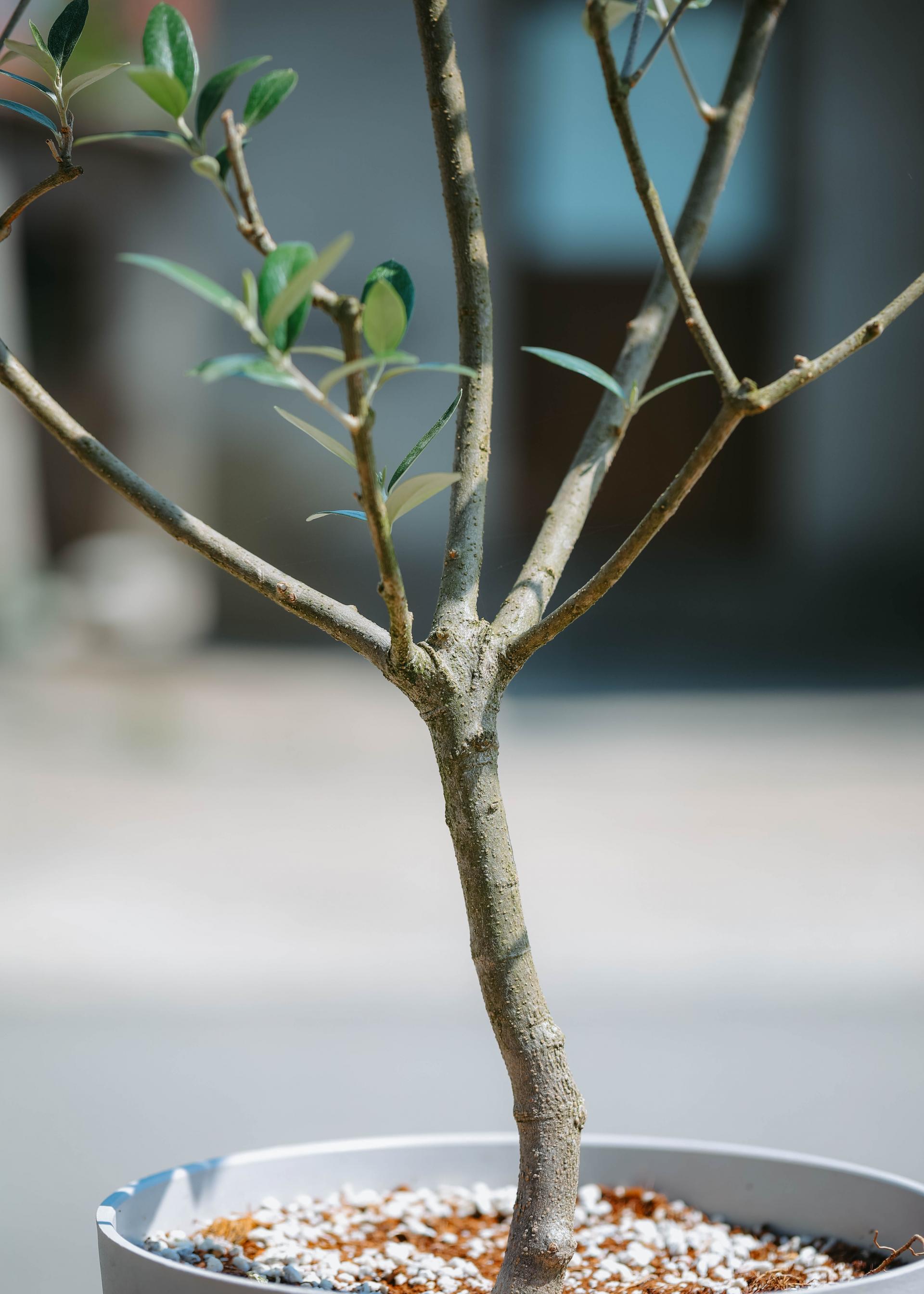 Olea europaea 'Mission olive' + Light gray pot 미션 올리브나무 + 라이트 그레이팟