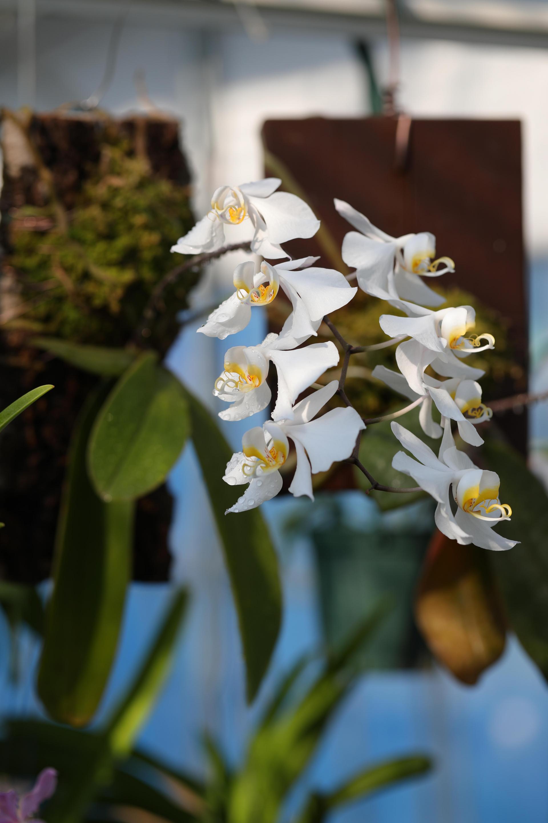 Phalaenopsis philippinensis 팔레놉시스 필리핀엔시스 (원종 호접란) 복제