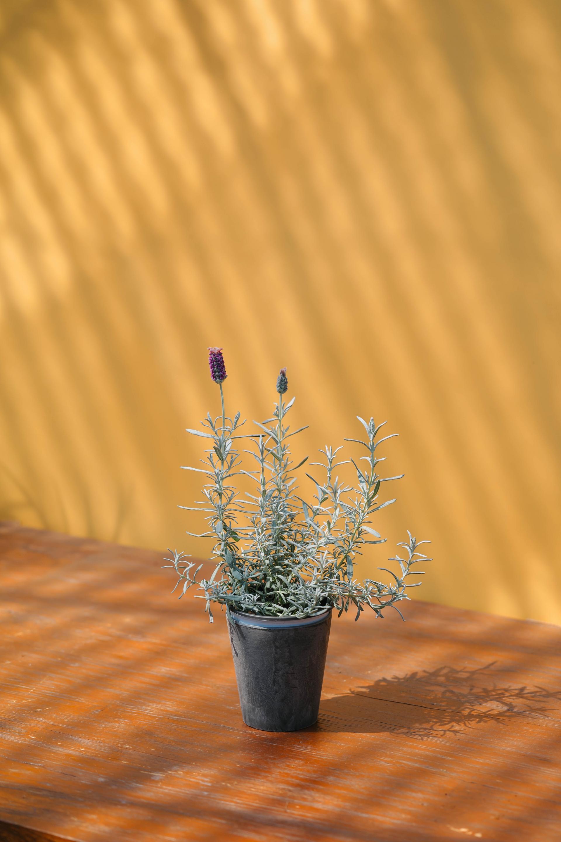 Lavandula stoechas Silver + Marble pot 실버 라벤더 + 마블팟