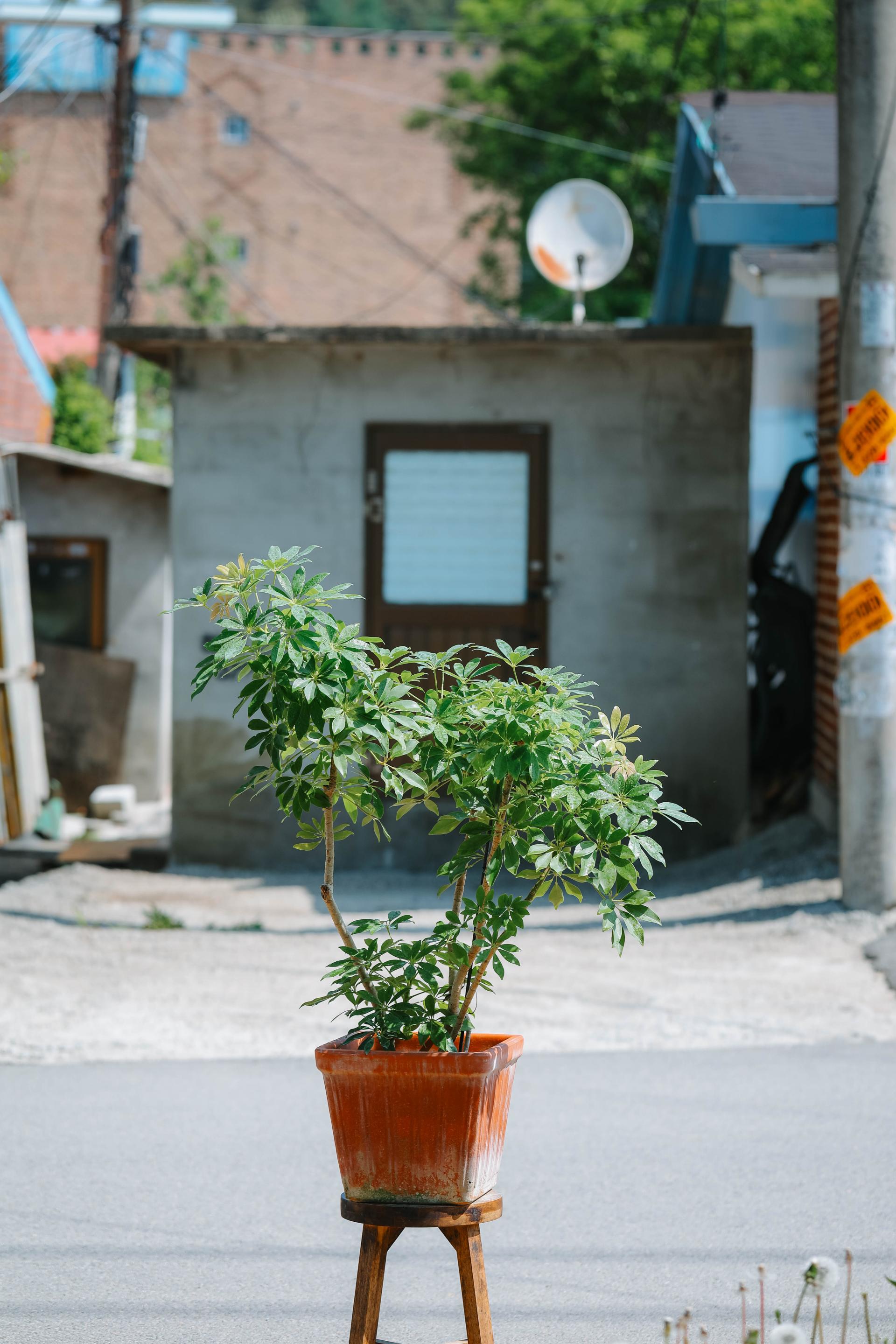 Schefflera arboricola gold + Italy square pot 쉐프렐라 아보리콜라 골드 (형광 홍콩야자) + 이태리 스퀘어팟