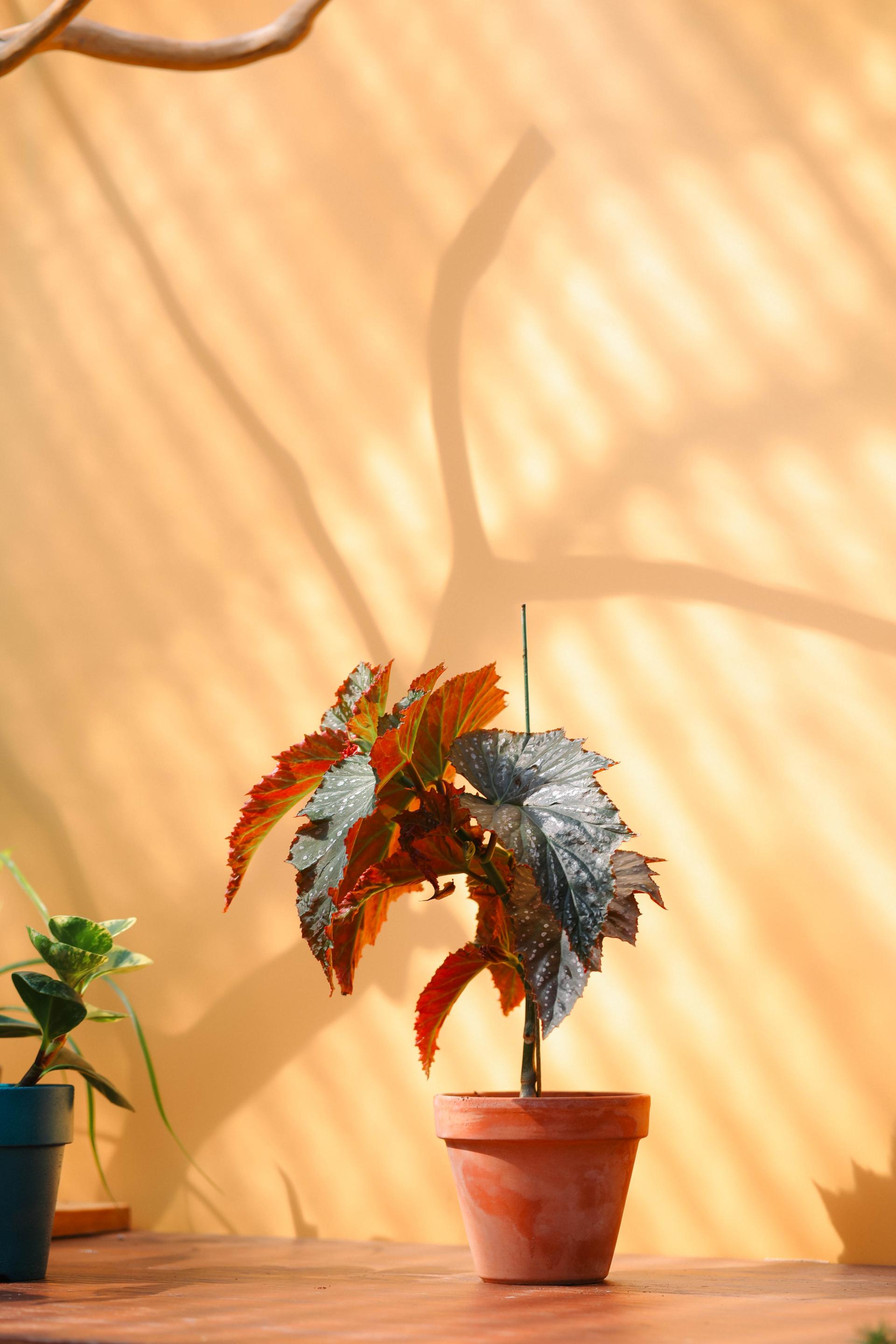 Begonia 'Janne jones' + Italy simple pot 베고니아 잔느 존스 + 이태리 심플팟
