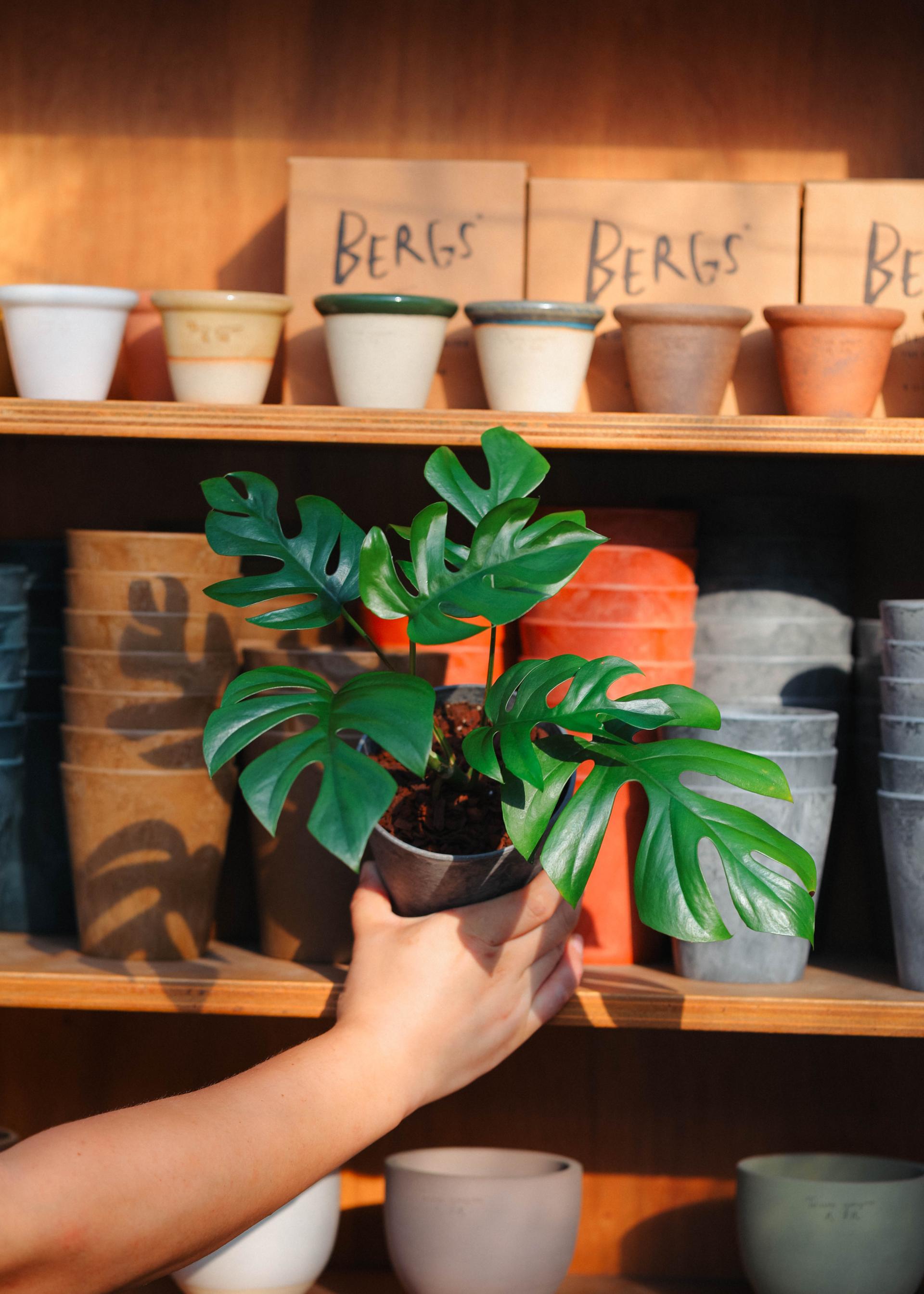 Rhaphidophora tetrasperma + Gray marble pot 히메 몬스테라 라지폼 + 그레이 마블팟