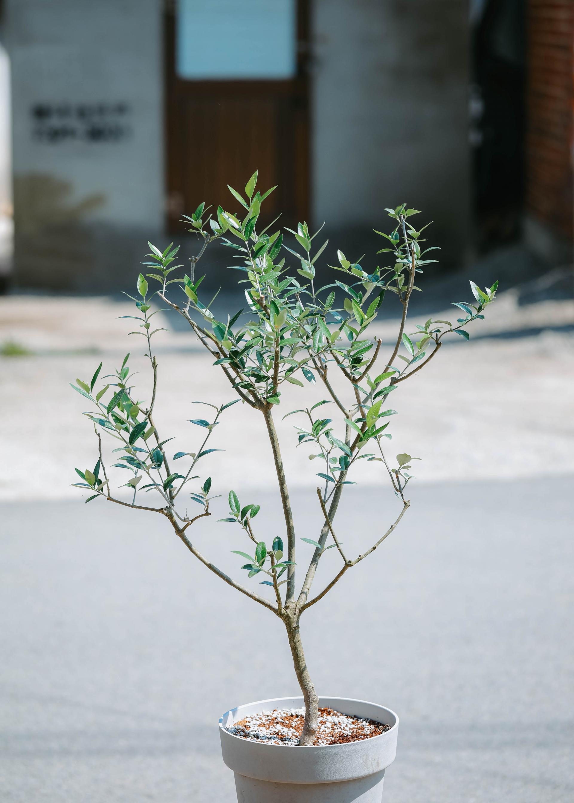Olea europaea 'Mission olive' + Light gray pot 미션 올리브나무 + 라이트 그레이팟