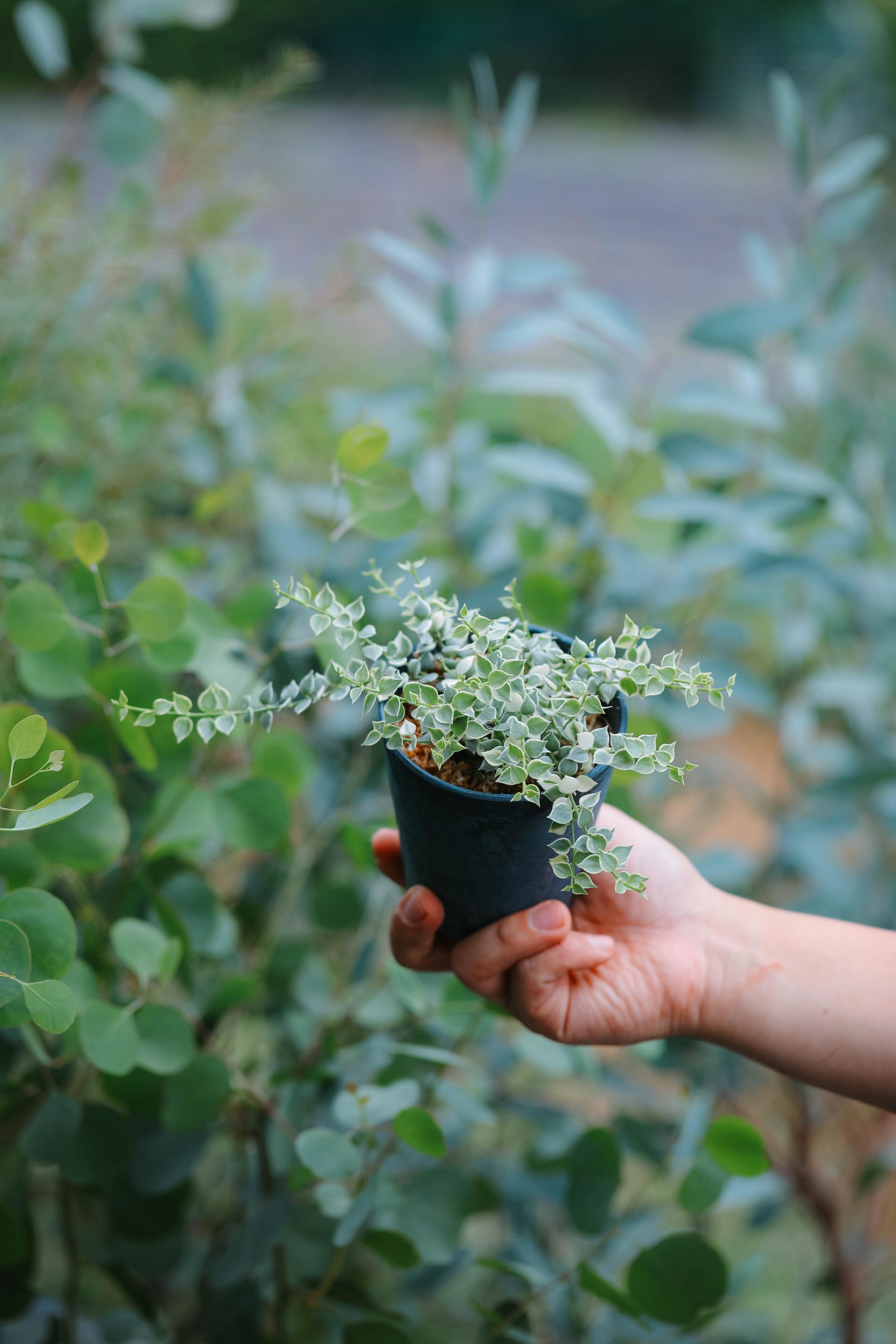 Dischidia ruscifolia variegated 디스키디아 루시폴리아 무늬종 (밀리언하트 무늬종)