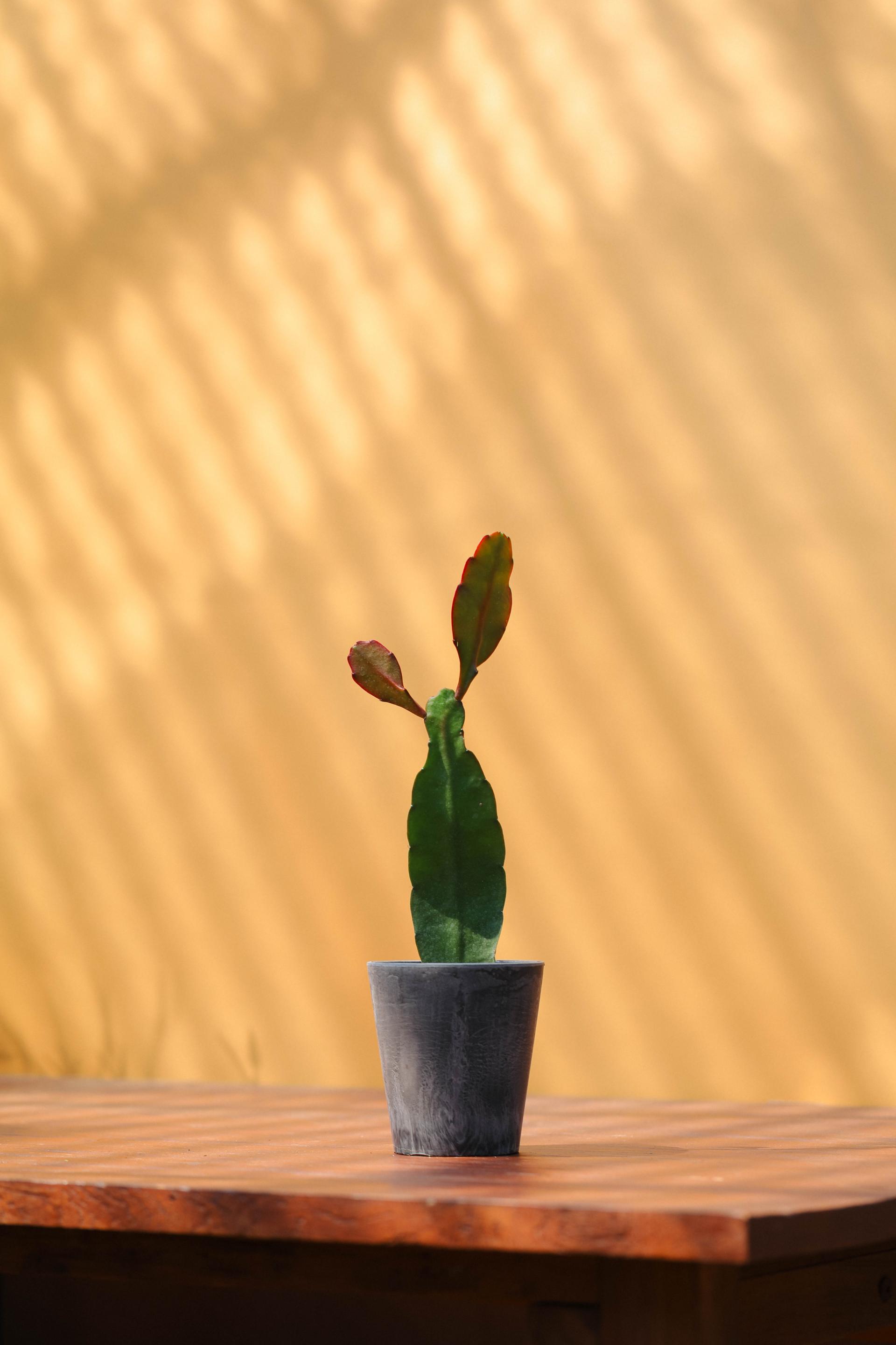 Disocactus ackermannii 공작 선인장 투톤