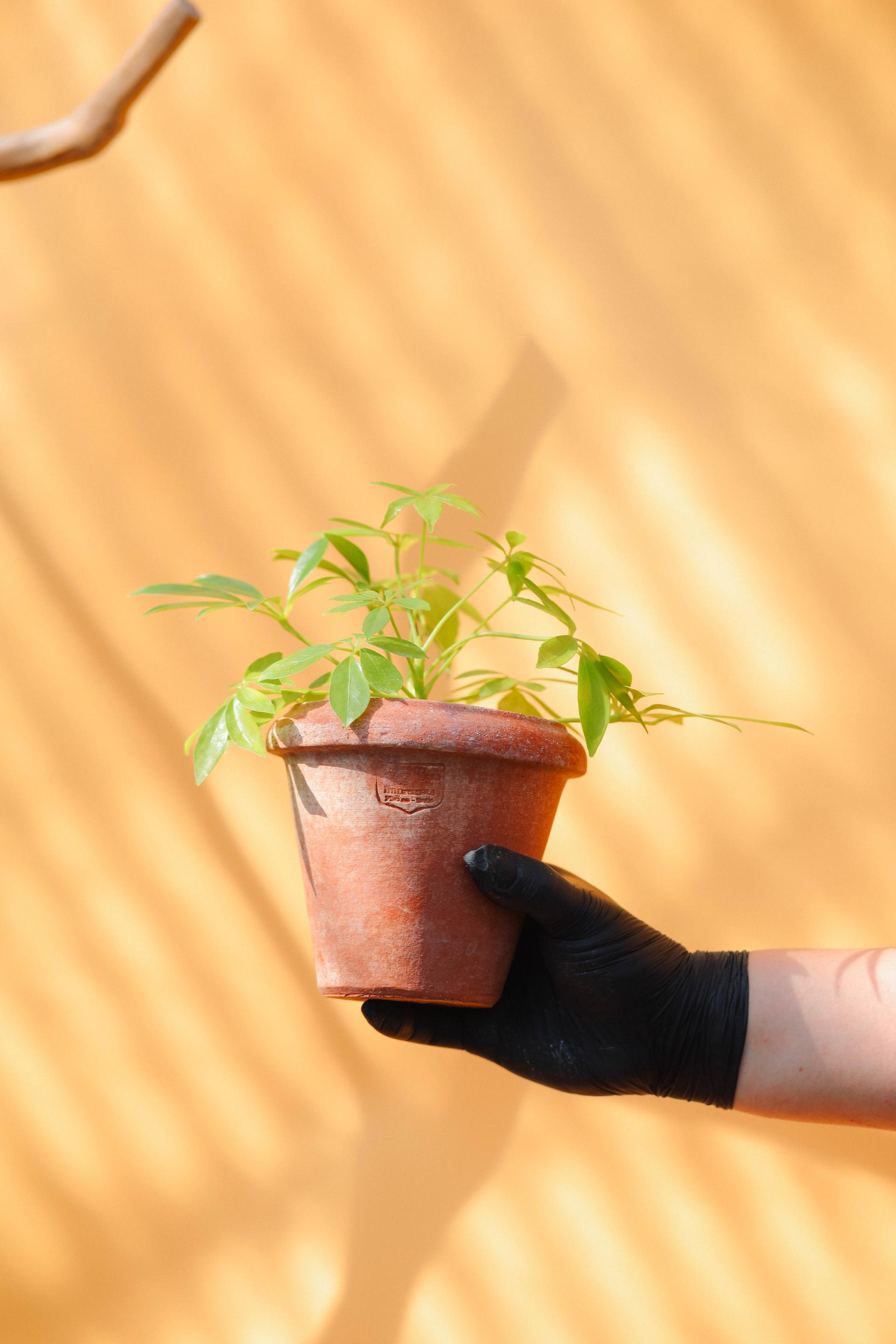Schefflera arboricola gold + Poggi Ugo Conino con orlo 쉐프렐라 아보리콜라 골드 (형광 홍콩야자) + 이태리 포지우고 코니노