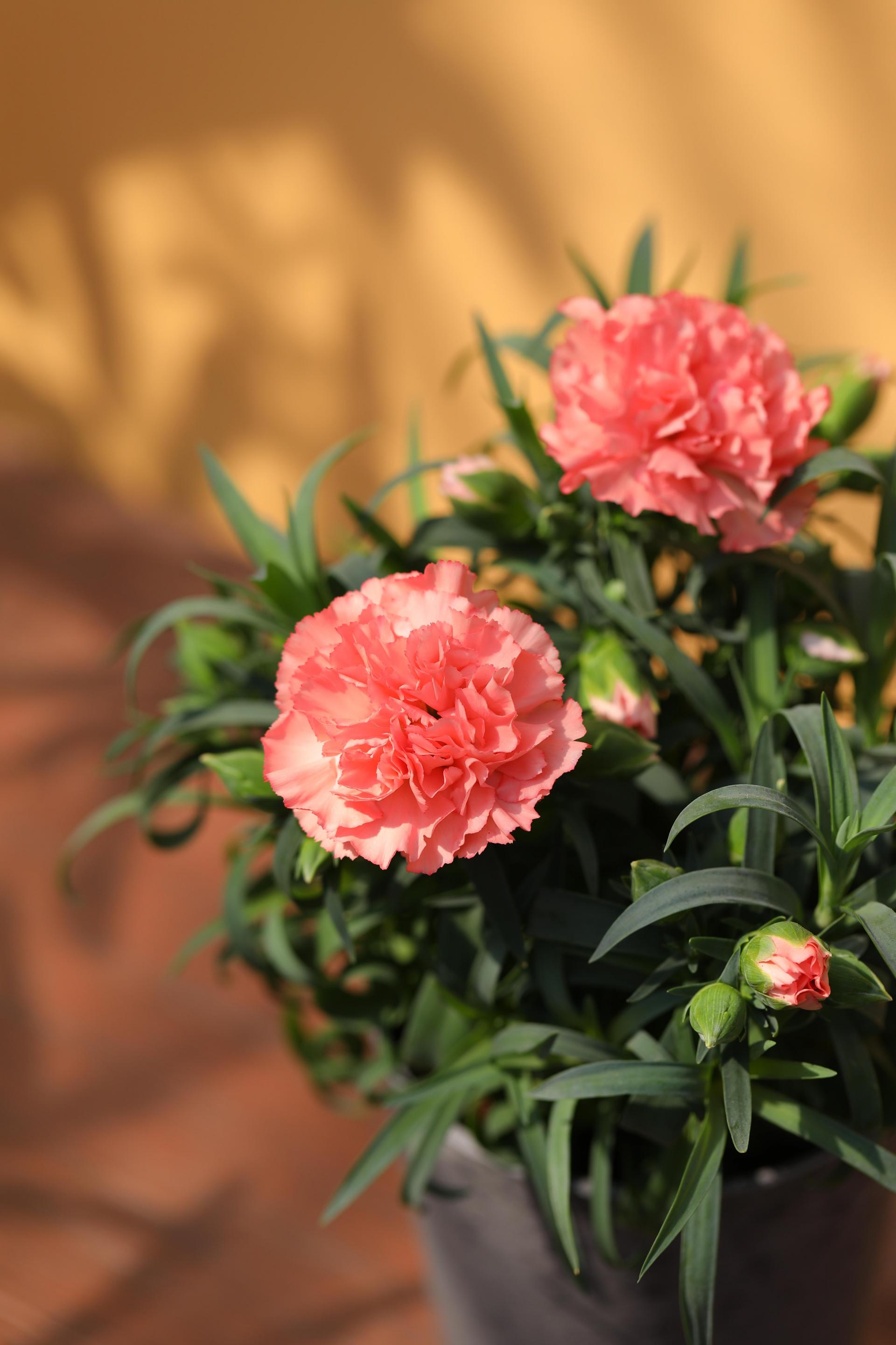 Dianthus soft salmon 카네이션 소프트 살몬