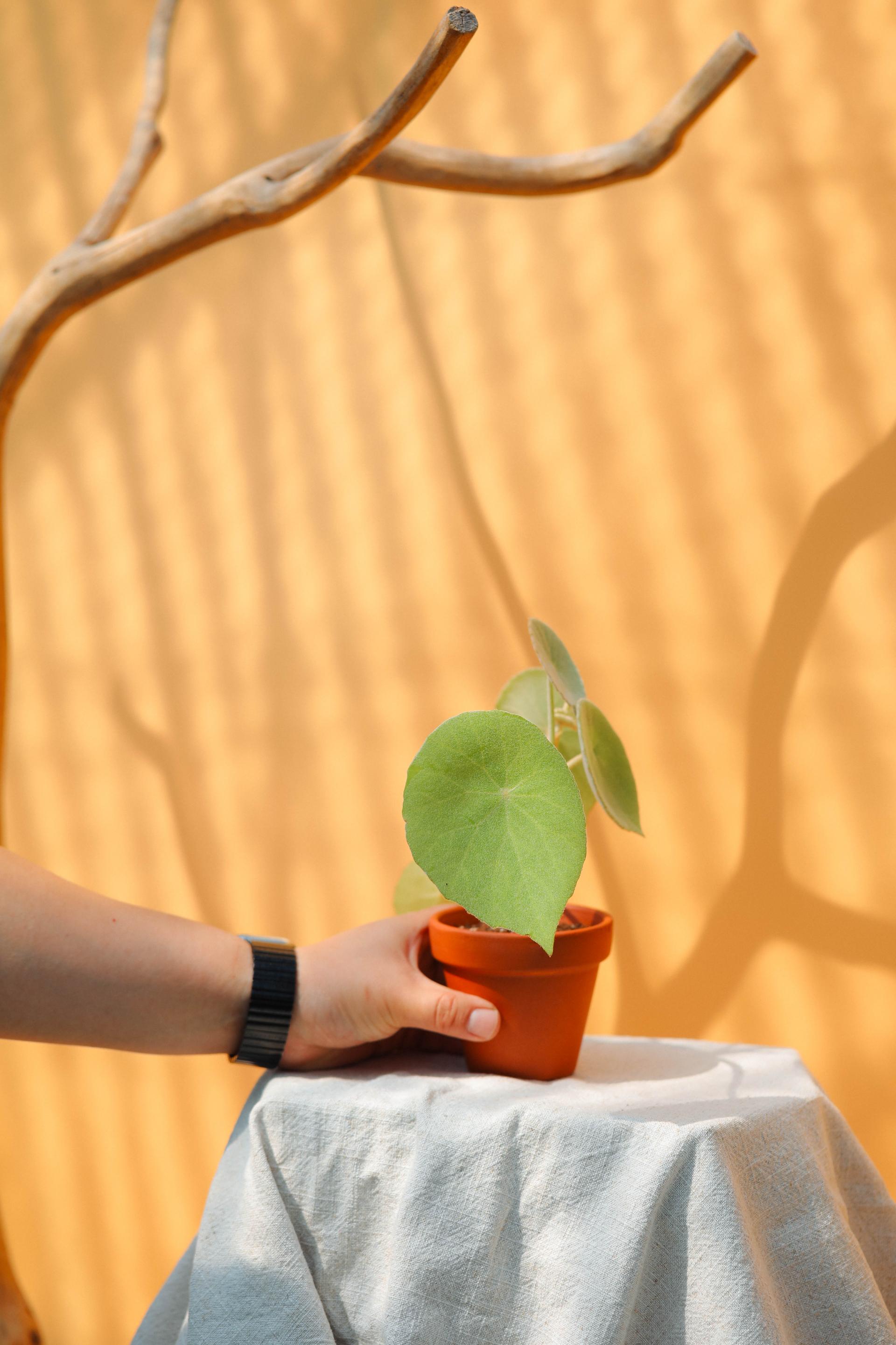 Begonia peltata (Begonia incana) + Italy terracotta pot 베고니아 인카나 + 이태리 테라코타팟