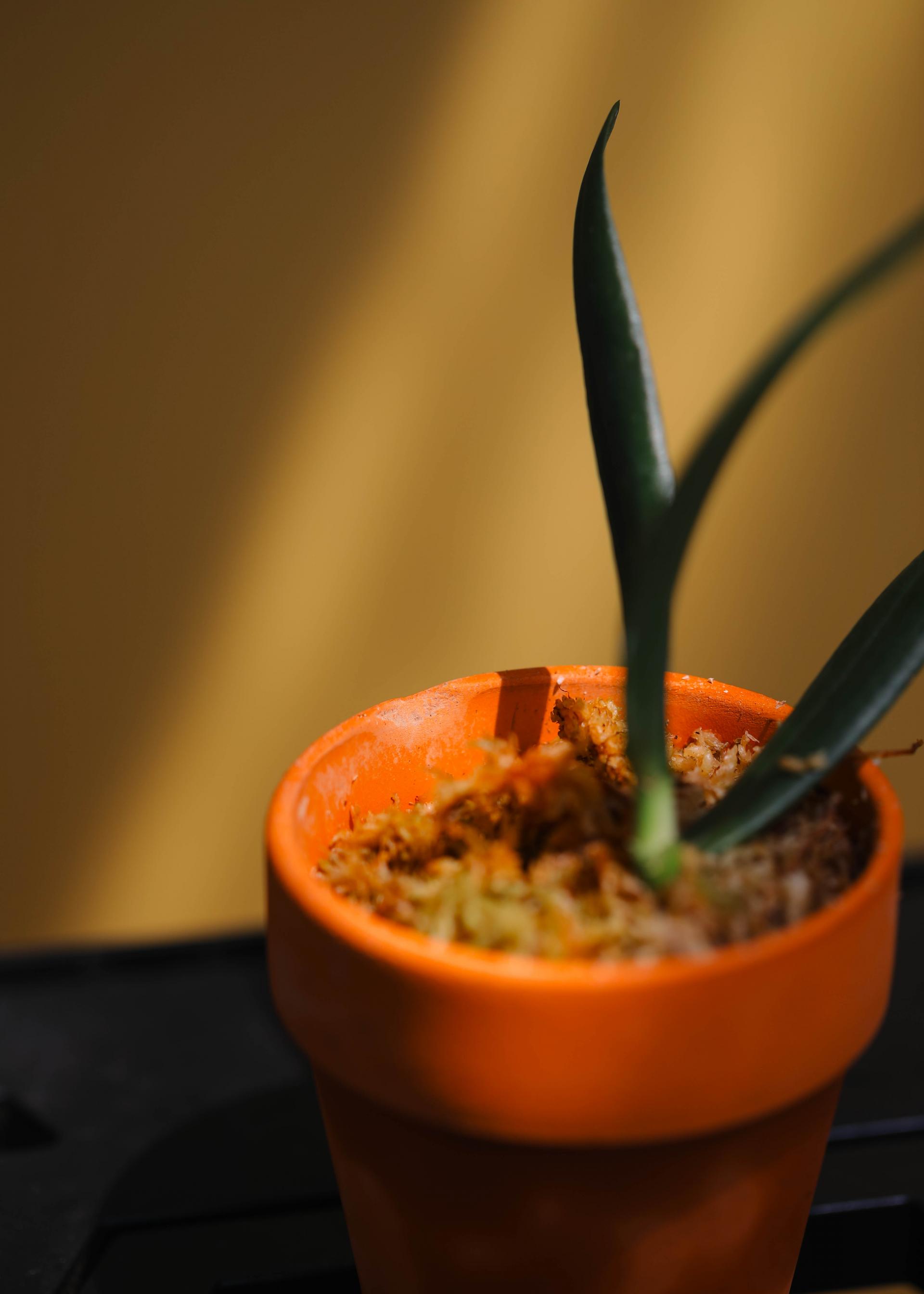 Aerangis modesta 에란기스 모데스타