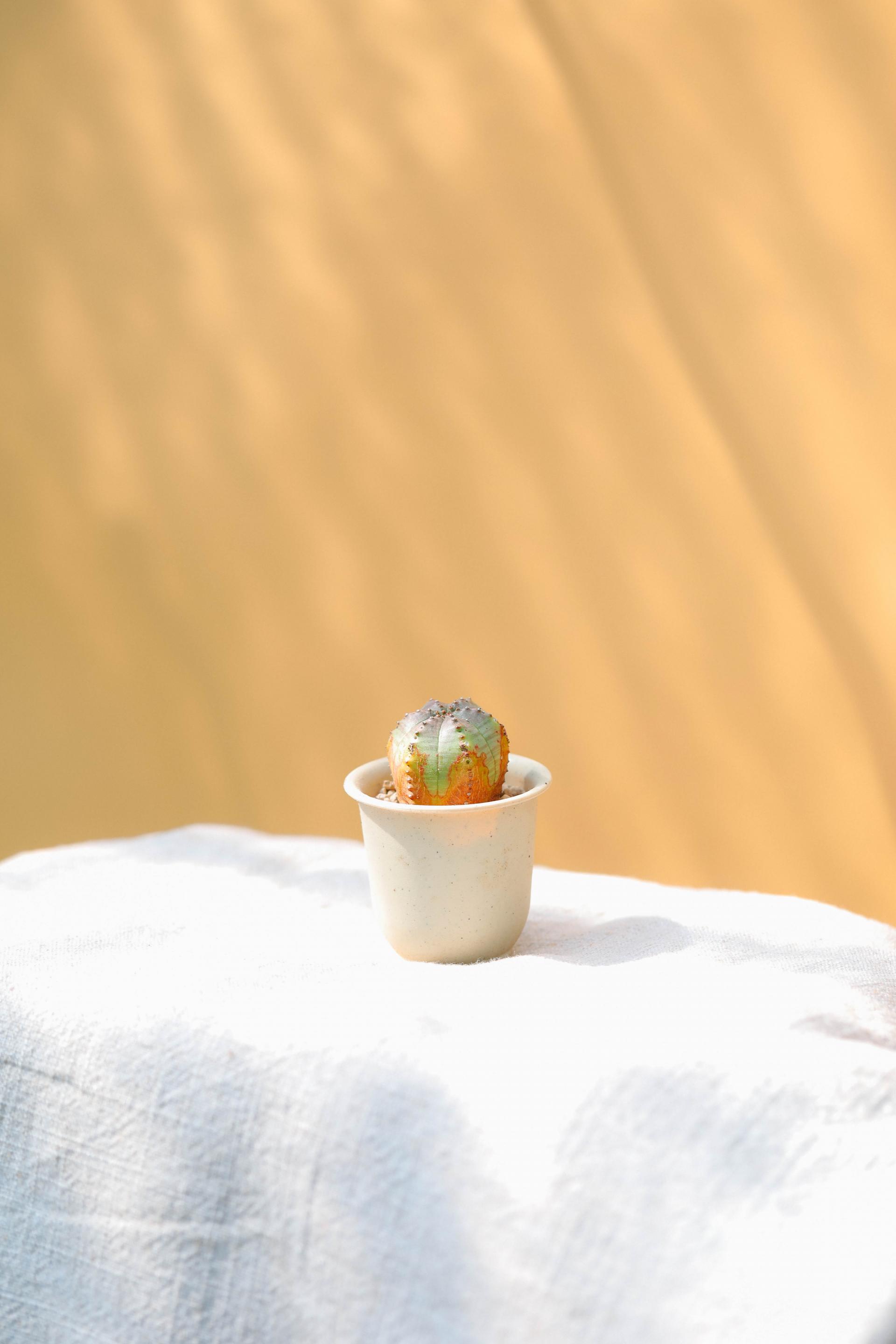 Euphorbia pseudoglobosa + Mini honey jar pot 유포르비아 수도글로보사 (오베사 몬스터) + 미니 허니자르팟 복제