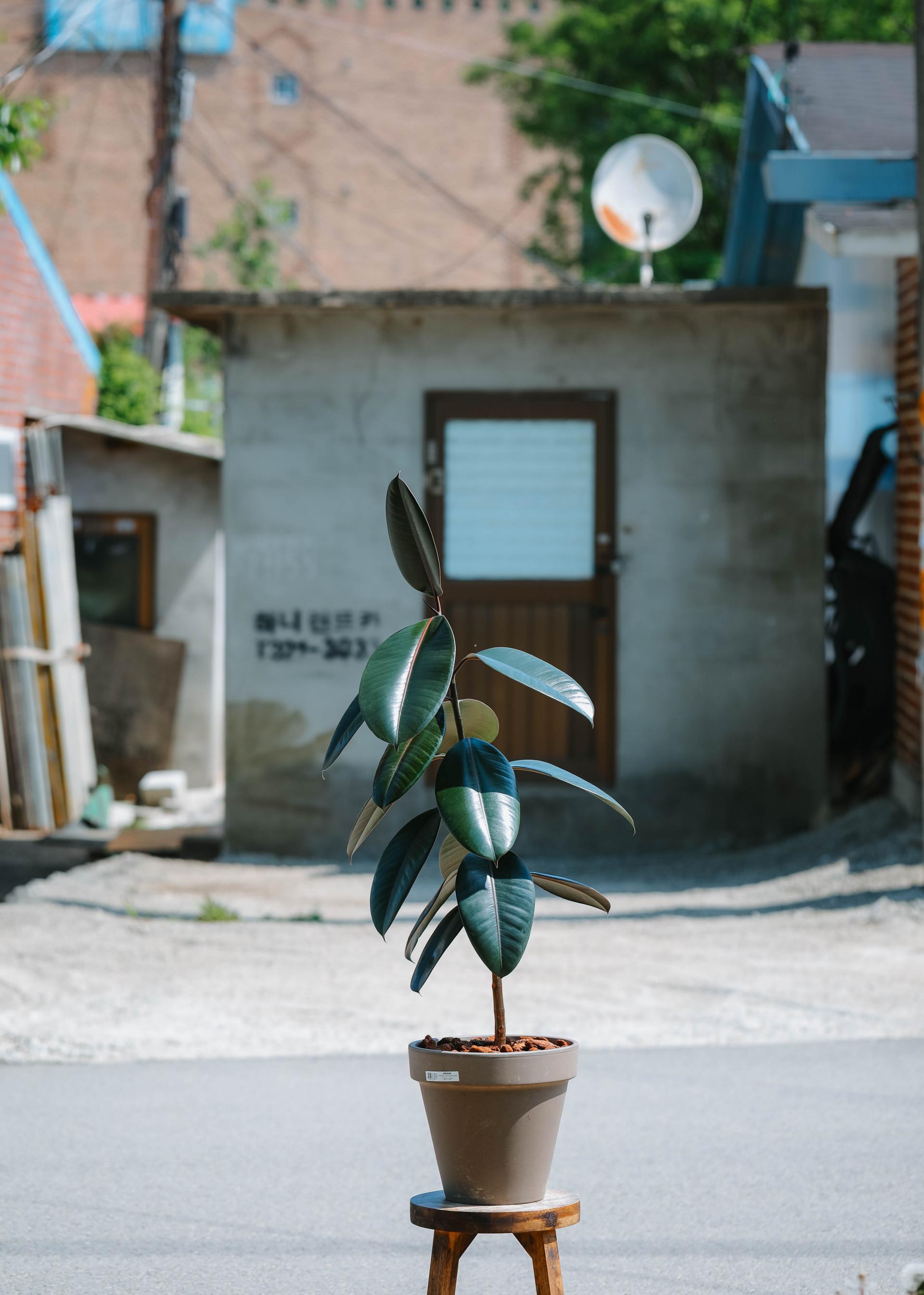 Ficus elastica 'Burgundy' + Mocha simple pot 휘커스 버건디 (버건디 고무나무) + 모카 심플팟