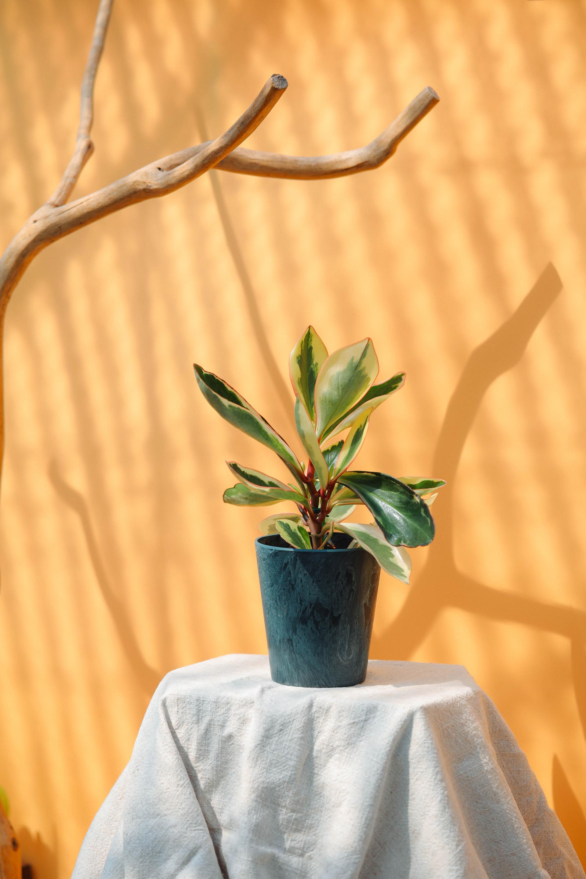 Peperomia ginny + Navy marble pot 페페로미아 지니 + 네이비 마블팟