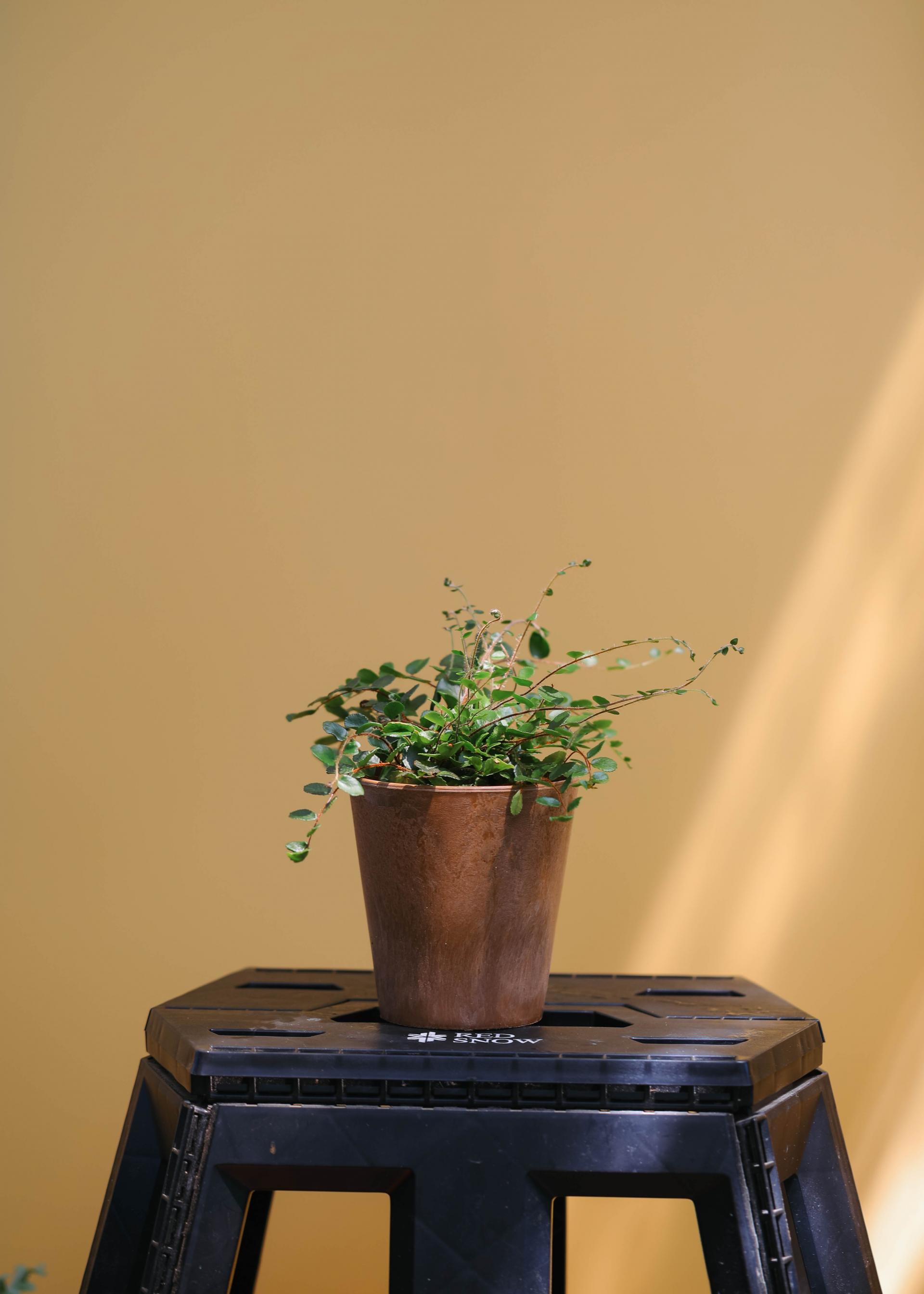 Pellaea rotundifolia (Button Fern) 펠리어 로툰디폴리아 (단추 고사리)