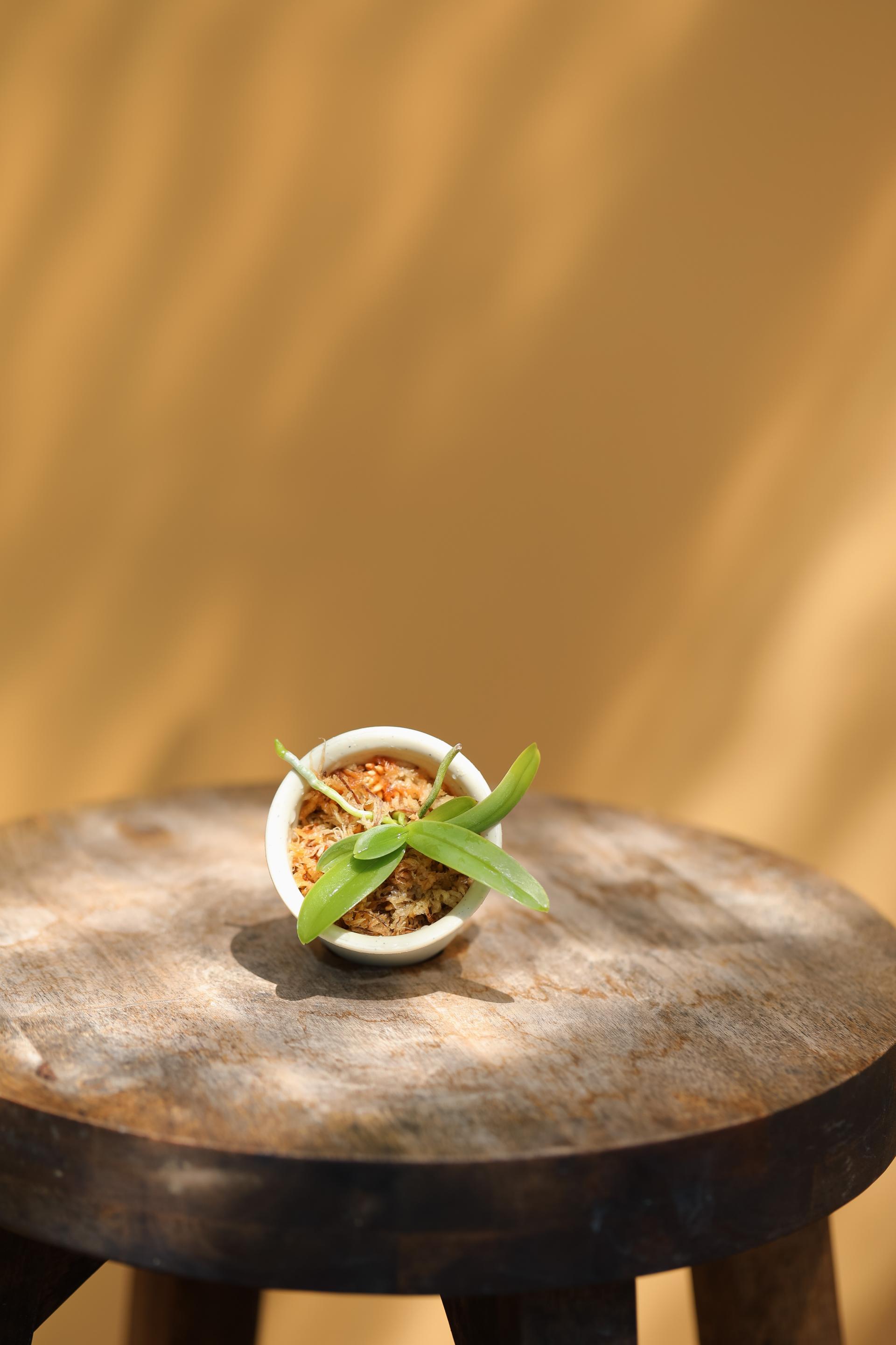 Tuberolabium kotoense + Mini honey jar pot 아리산 풍란 + 미니 허니자르팟