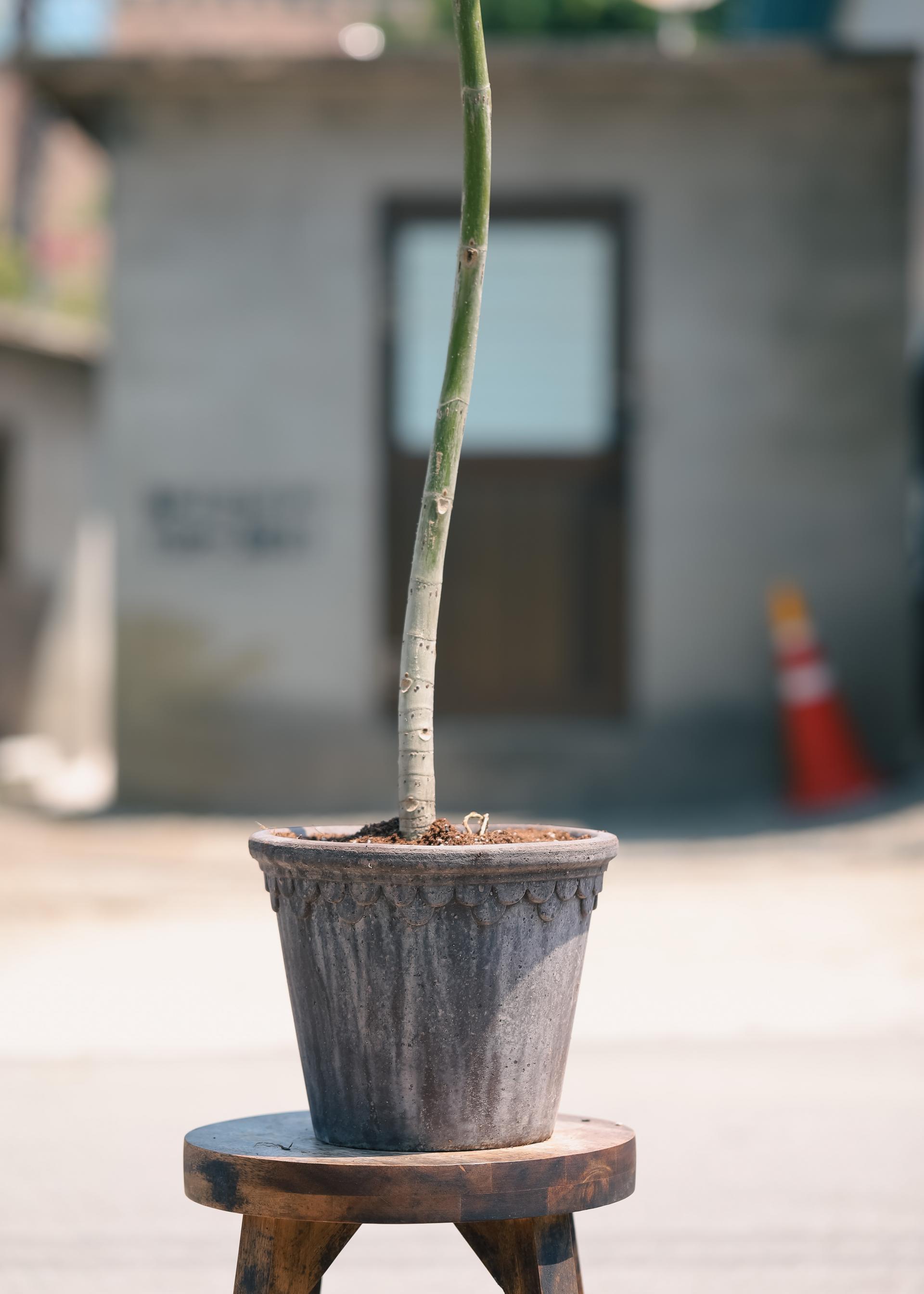 Ficus umbellata + Bergs Potter Copenhagen grey 휘커스 움벨라타 + 베르그포터 코펜하겐 그레이