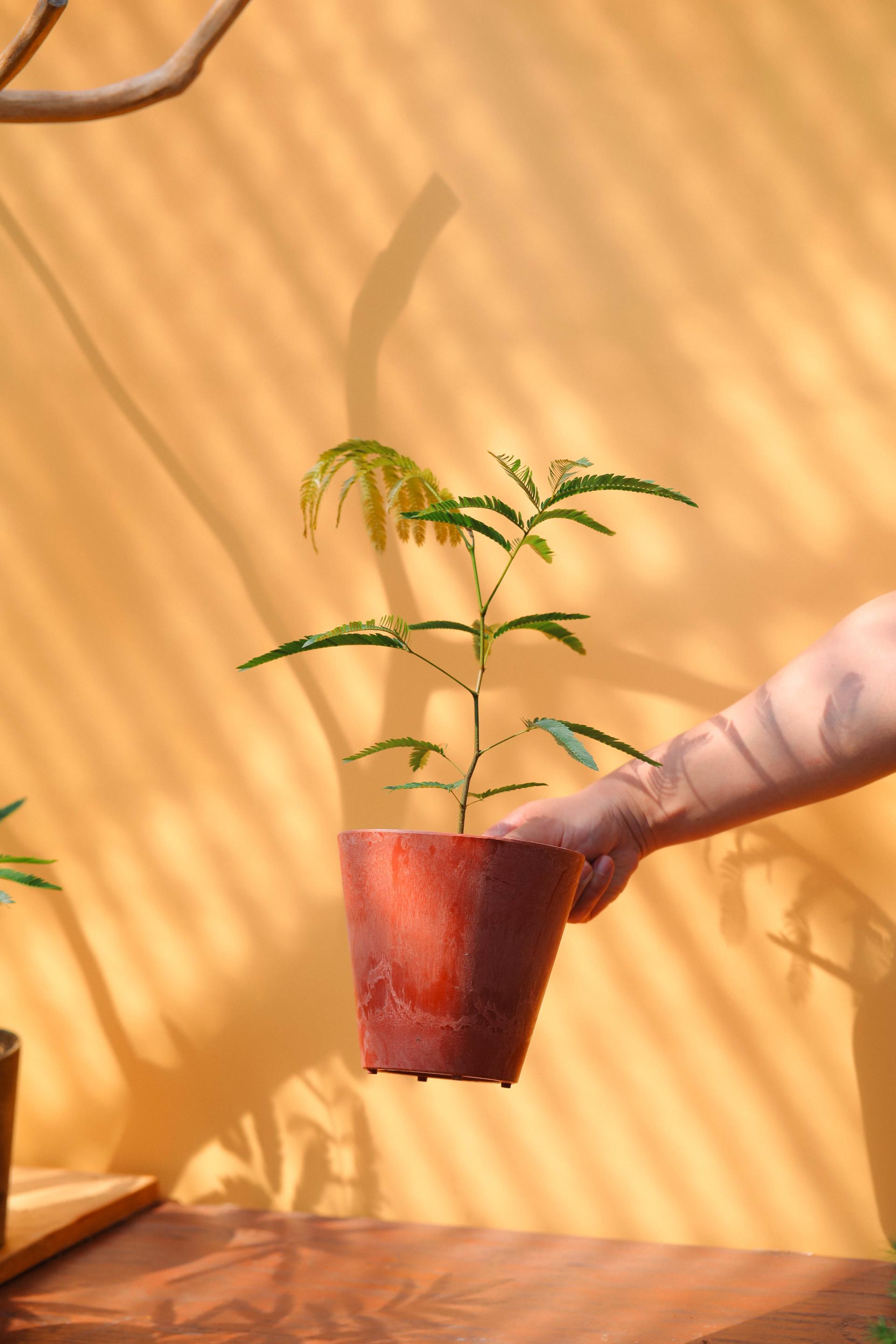 Pithecellobium confertum + Navy marble pot 에버 후레쉬 + 네이비 마블팟 복제