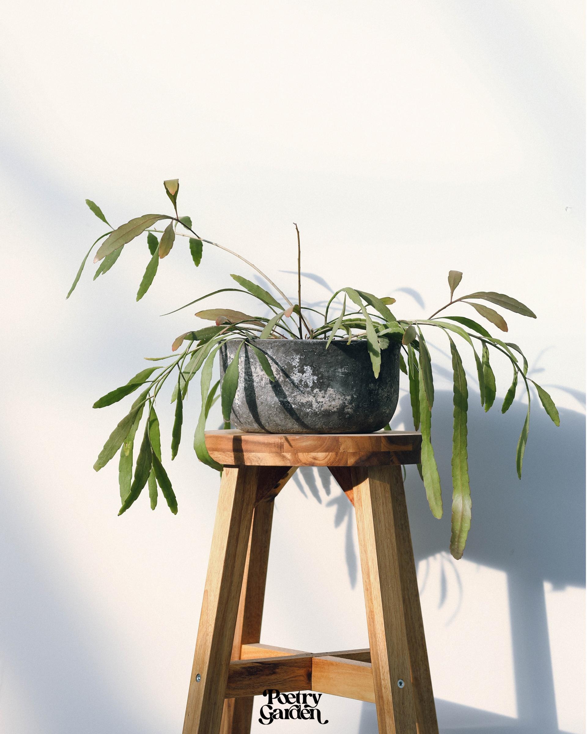 Rhipsalis ramulosa 'Red Coral' 립살리스 라뮬로사 '레드 코랄' 복제
