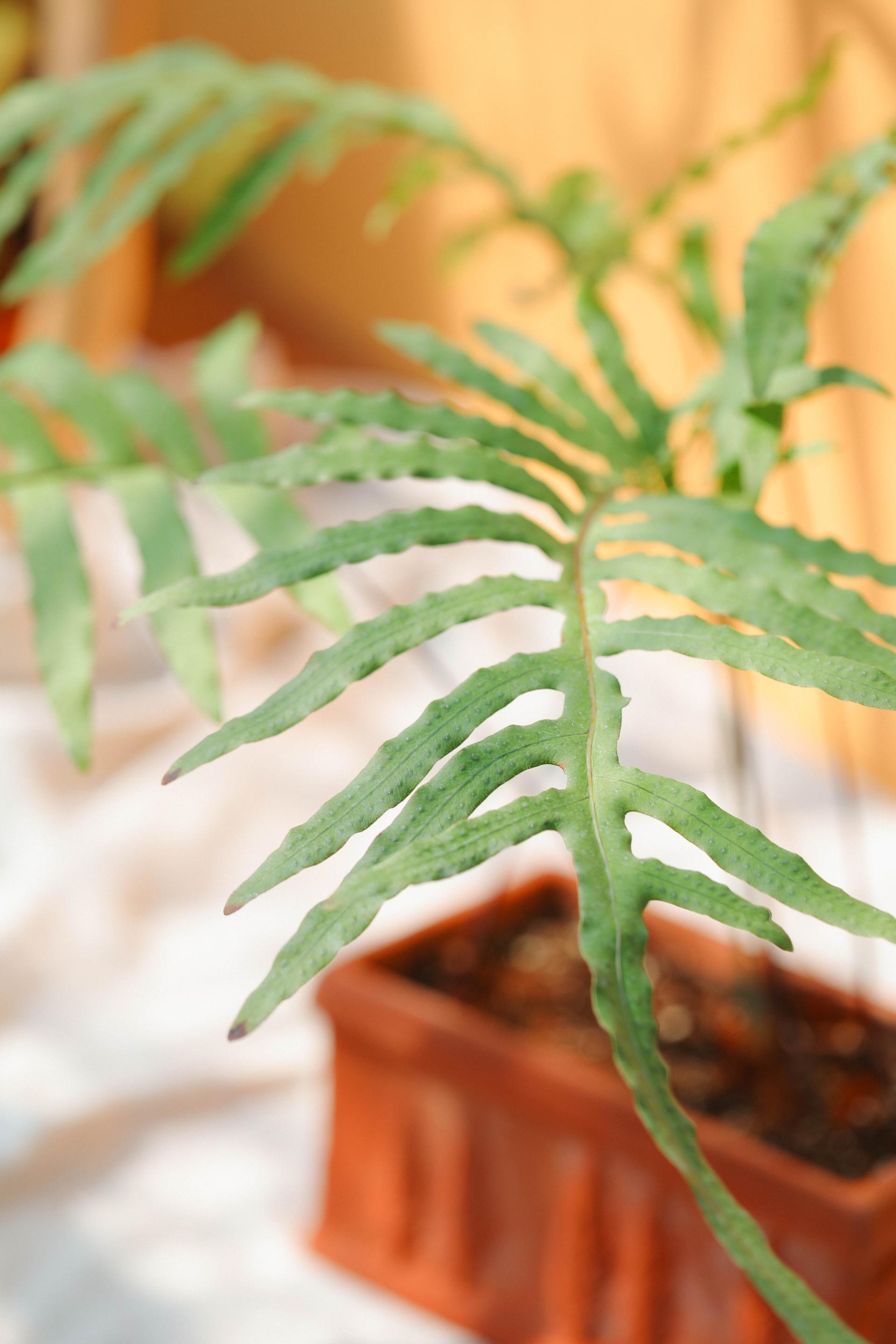 Phlebodium aureum + Italy oblong pot 플레보디움 아우레움 (원종) + 이태리 직사각팟