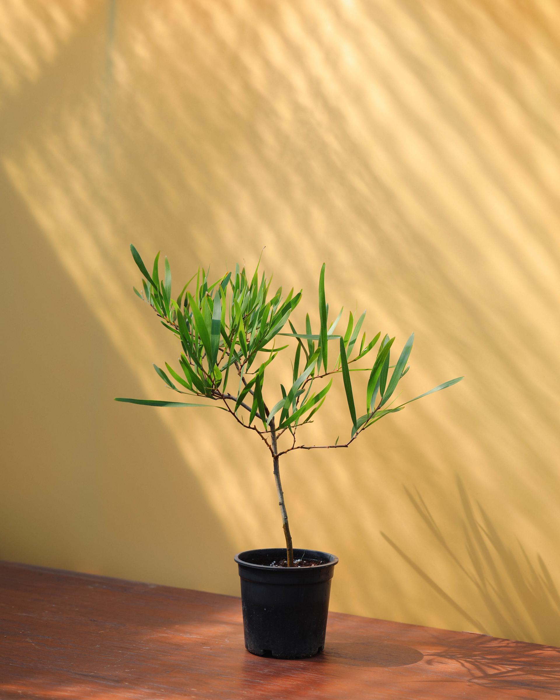 Acacia longifolia 아카시아 롱기폴리아 중품