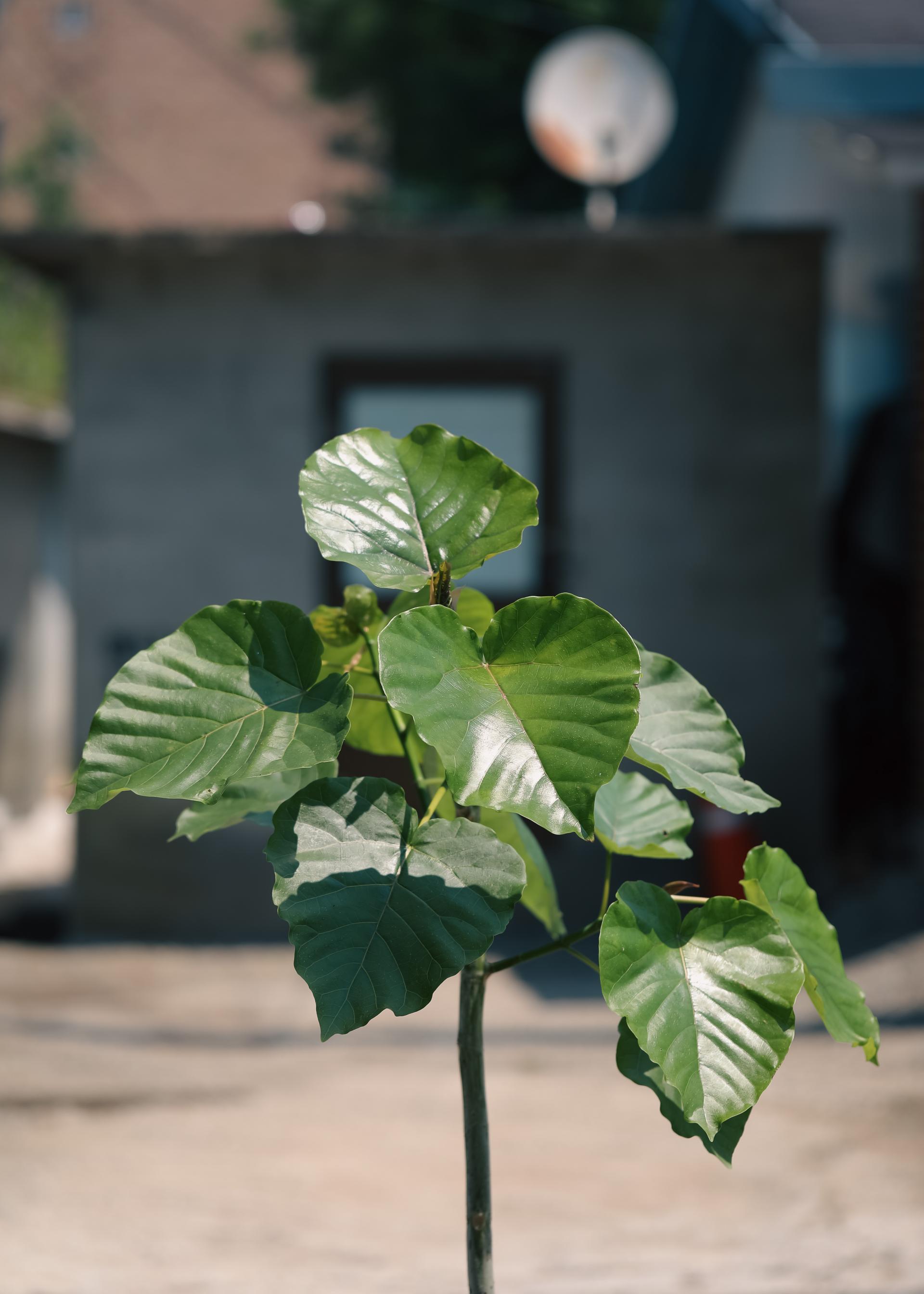 Ficus umbellata + Bergs Potter Copenhagen grey 휘커스 움벨라타 + 베르그포터 코펜하겐 그레이 복제