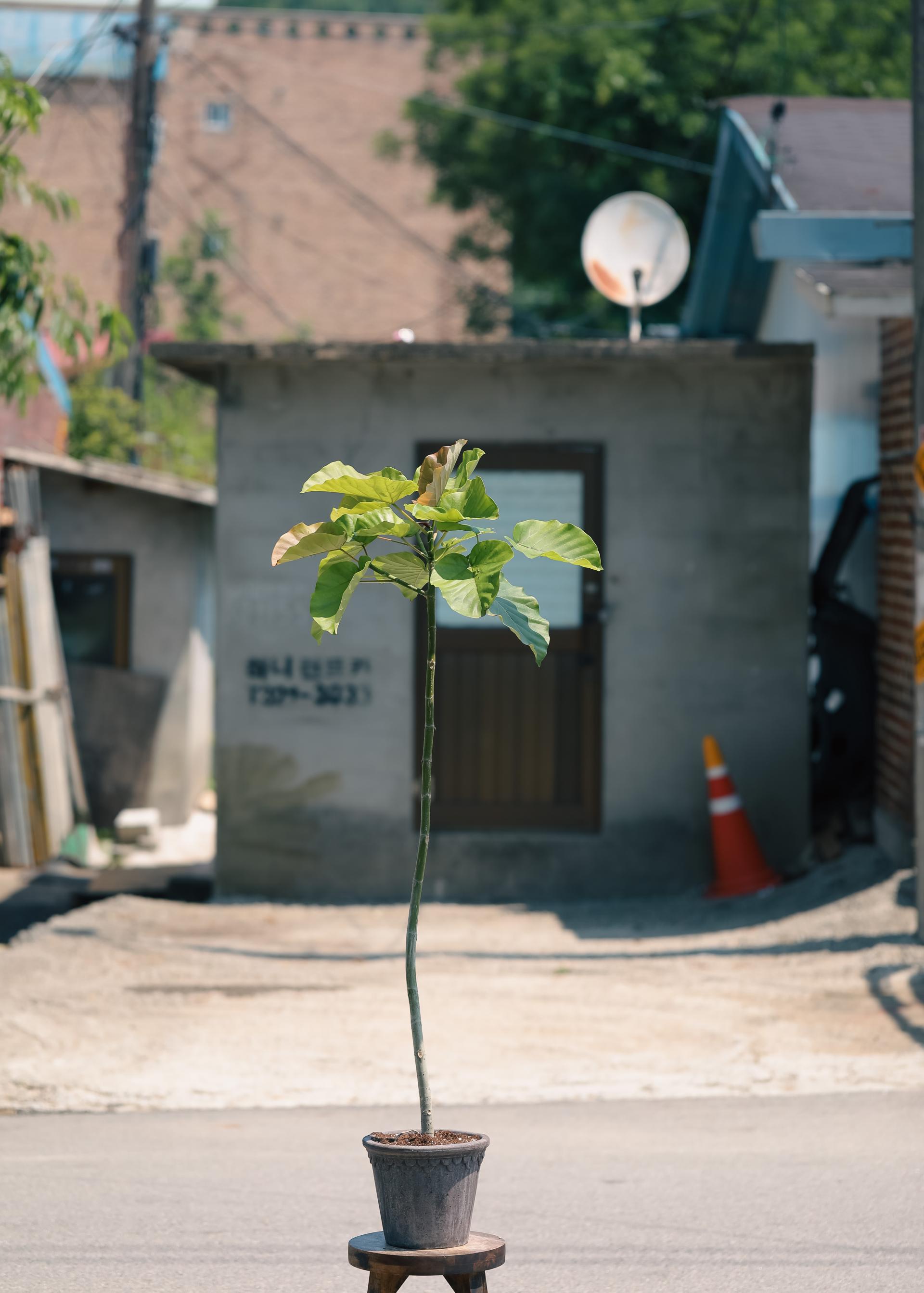 Ficus umbellata + Bergs Potter Copenhagen grey 휘커스 움벨라타 + 베르그포터 코펜하겐 그레이