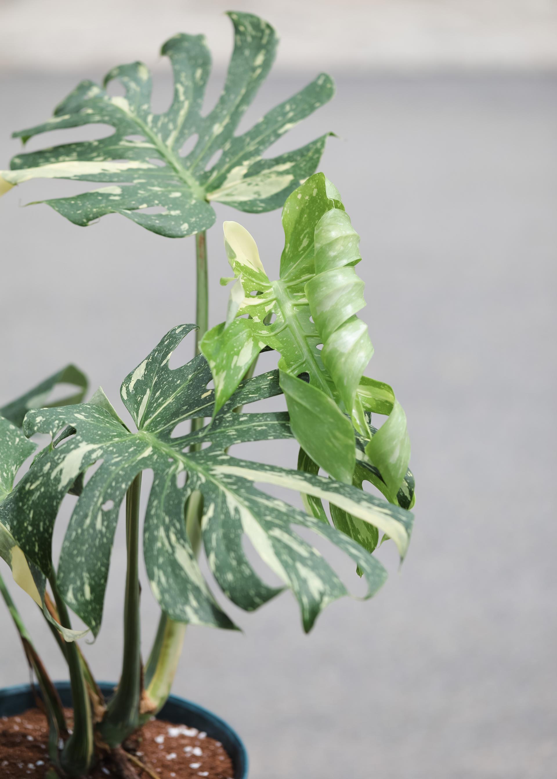 Monstera deliciosa 'Thai Constellation' + Navy circle pot 몬스테라 델리시오사 타이 컨스텔레이션 + 네이비 써클팟