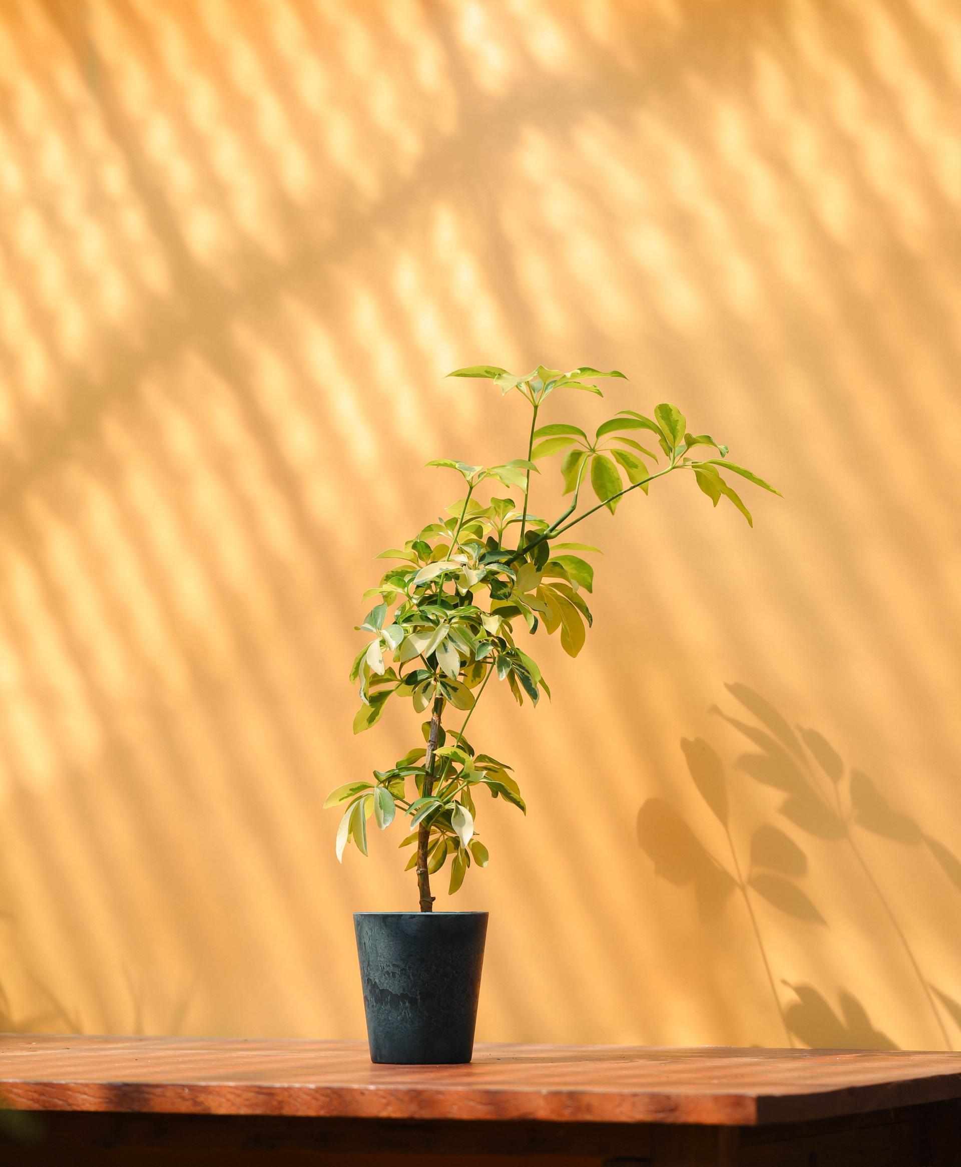 Schefflera arboricola dazzle + Navy marble pot 쉐프렐라 다즐 + 네이비 마블팟 복제
