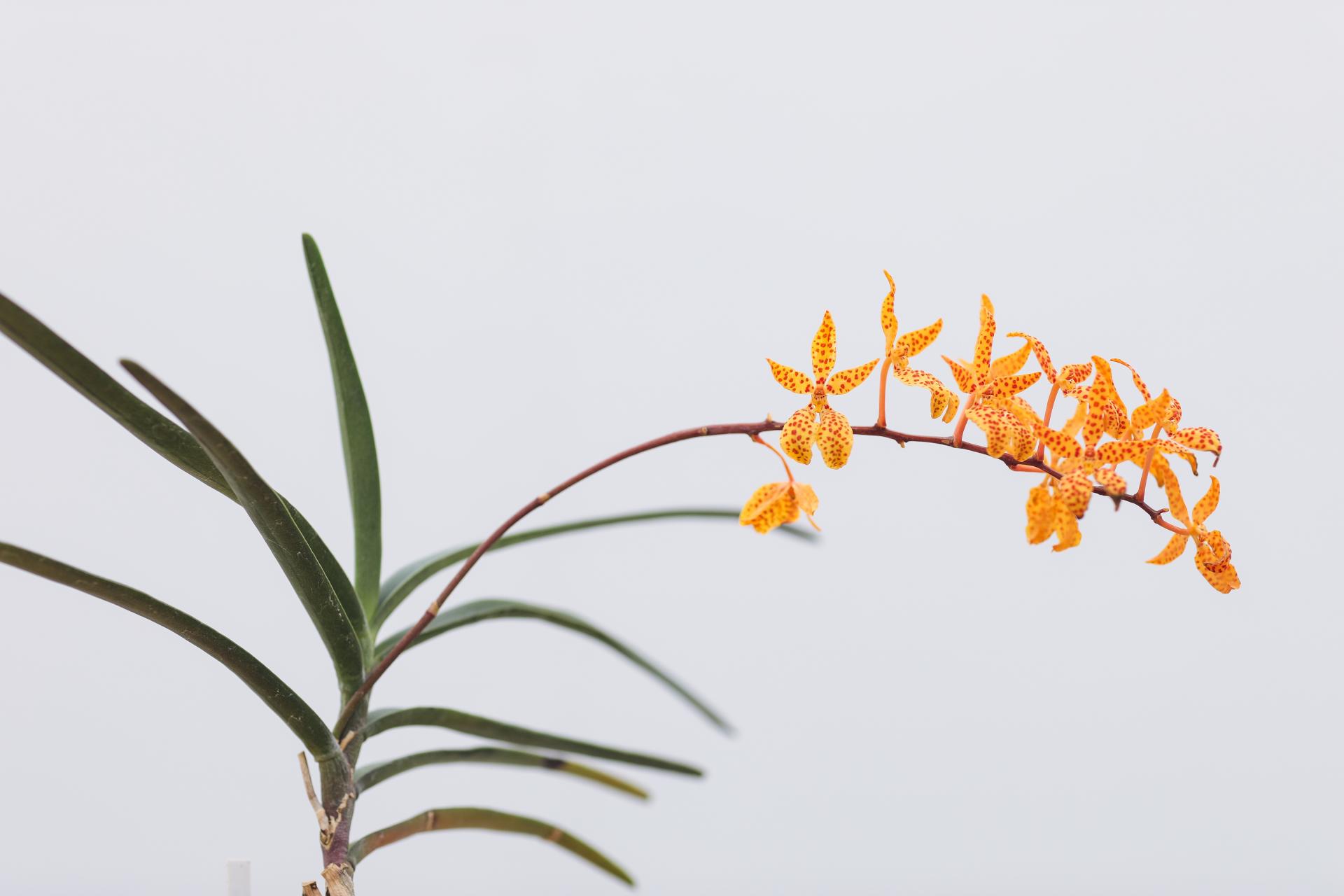 Renanthera monachica 레난세라 모나치카