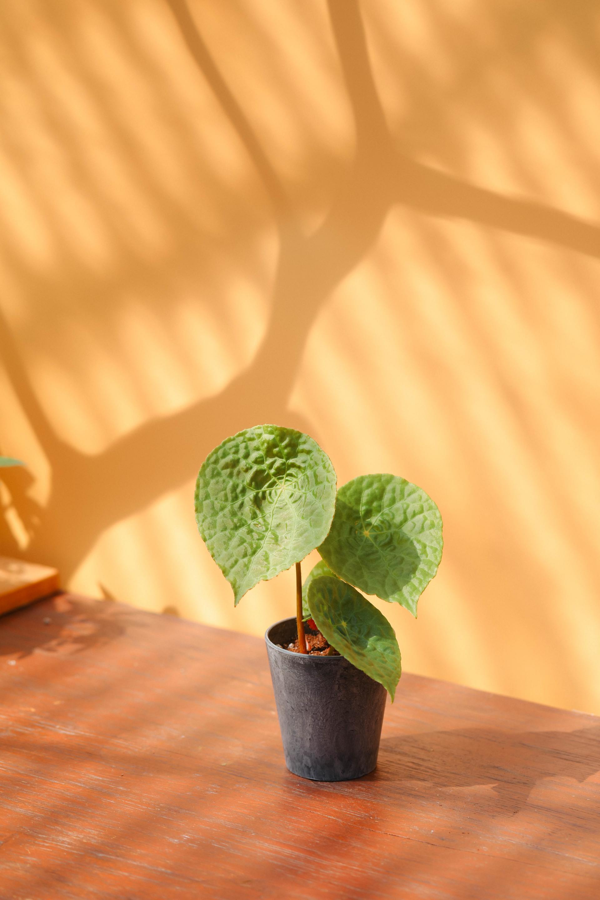 Begonia phutoensis + Gray marble pot 베고니아 푸토엔시스 + 그레이 마블팟