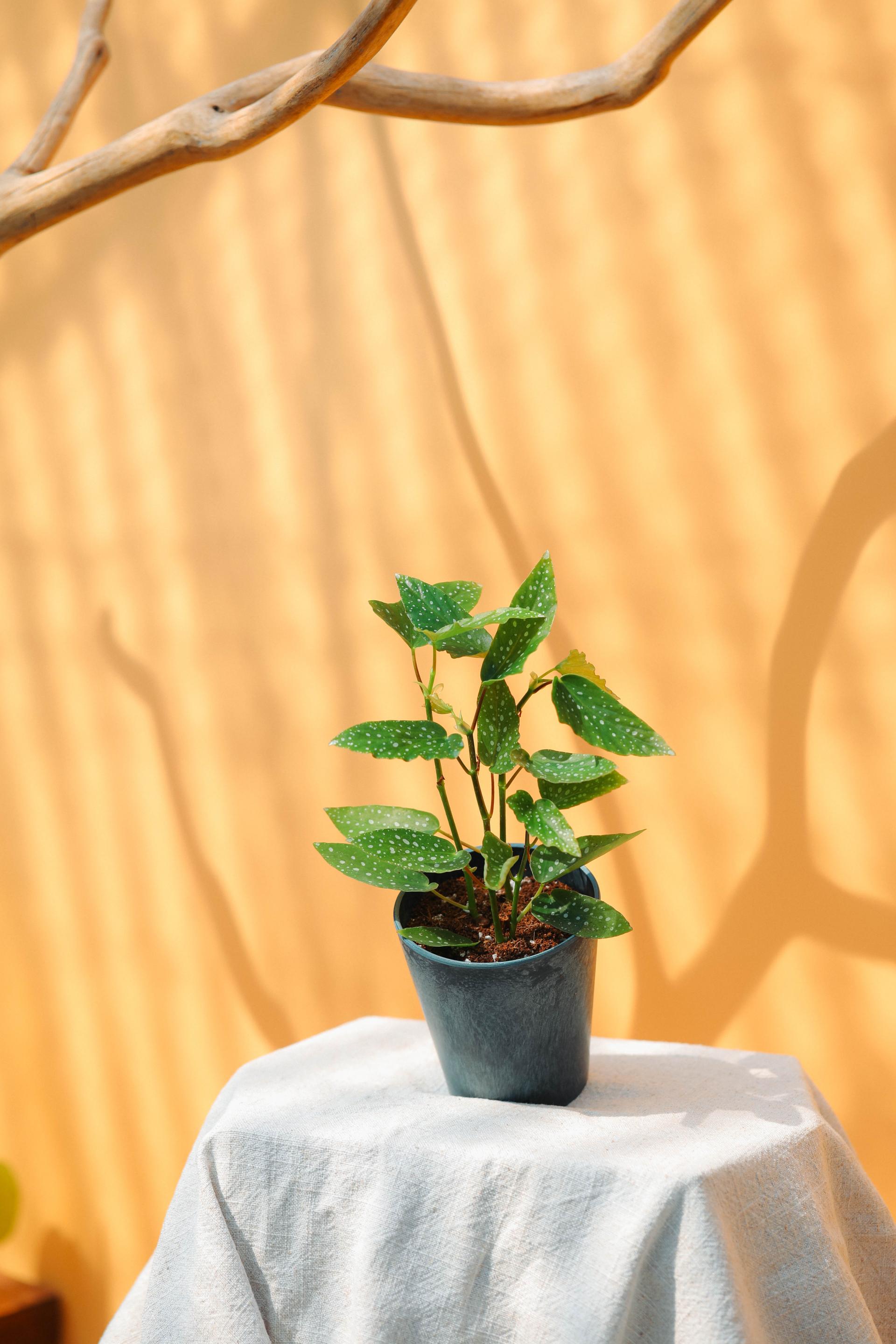 Begonia maculata var elegantissima +Deux garçons Original Ring12 베고니아 엘레강티시마 + 두갸르송 오리지널 링12 복제