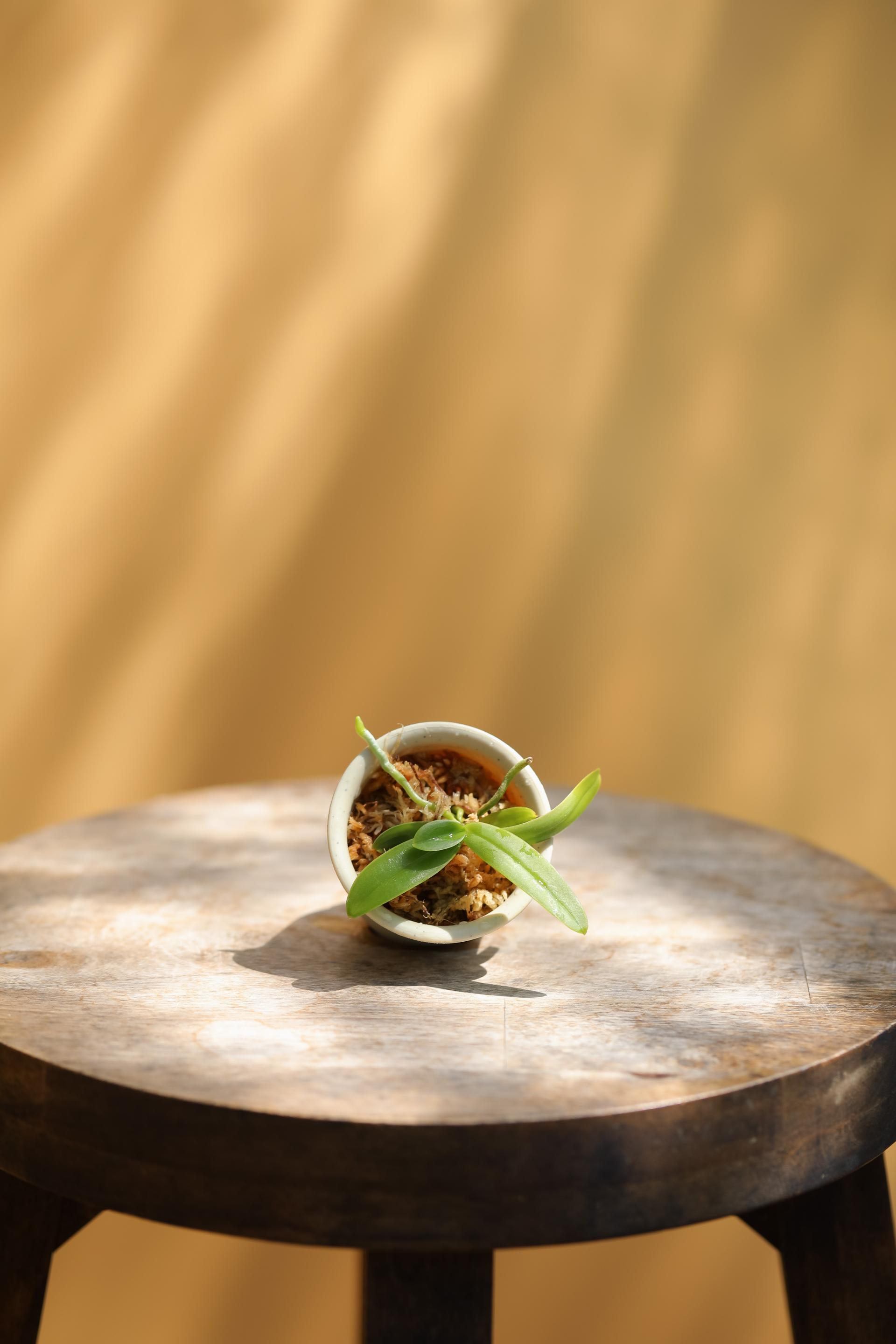 Tuberolabium kotoense + Mini honey jar pot 아리산 풍란 + 미니 허니자르팟