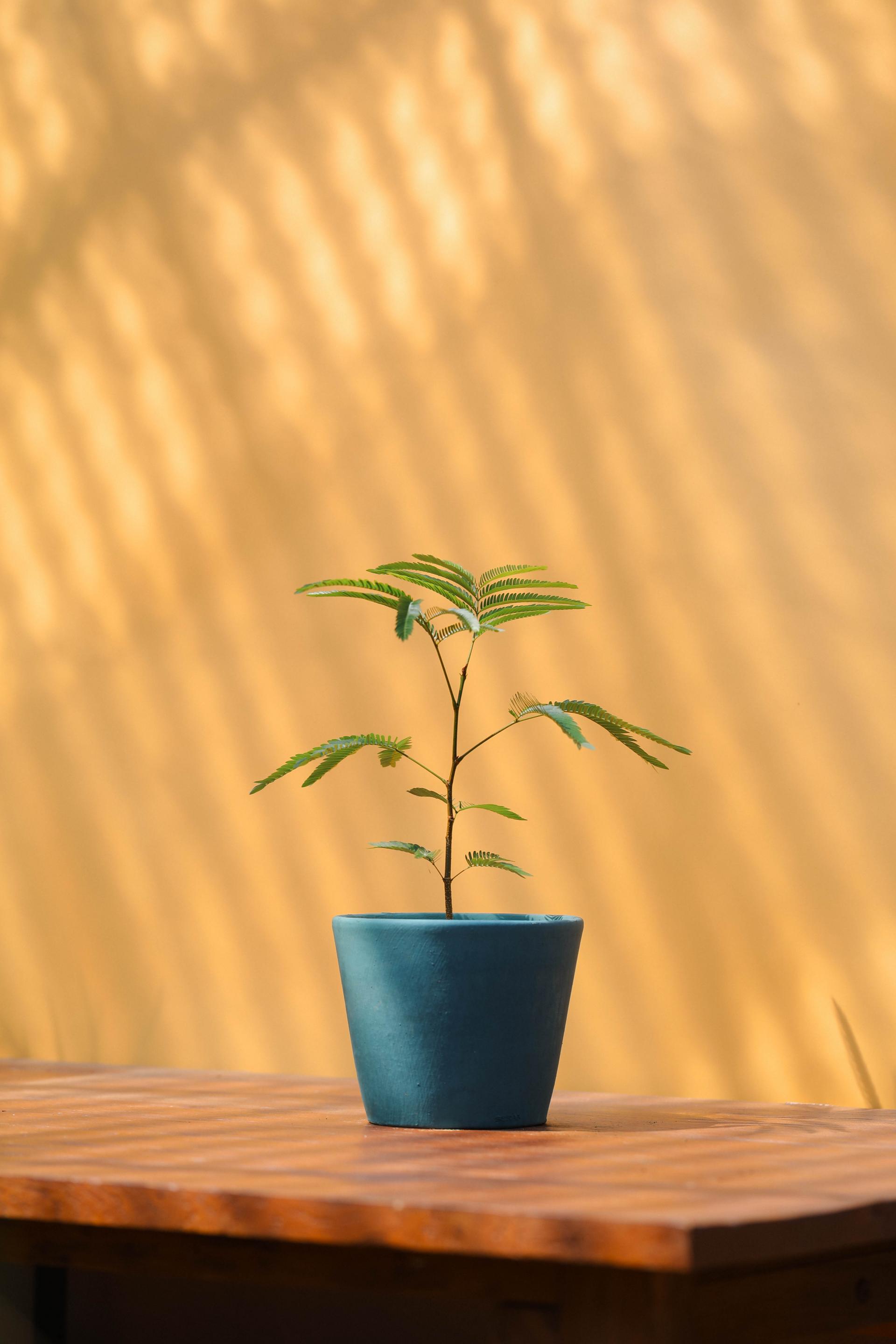 Pithecellobium confertum + Serax turquoise pot 에버 후레쉬 + 세락스 터콰이즈팟