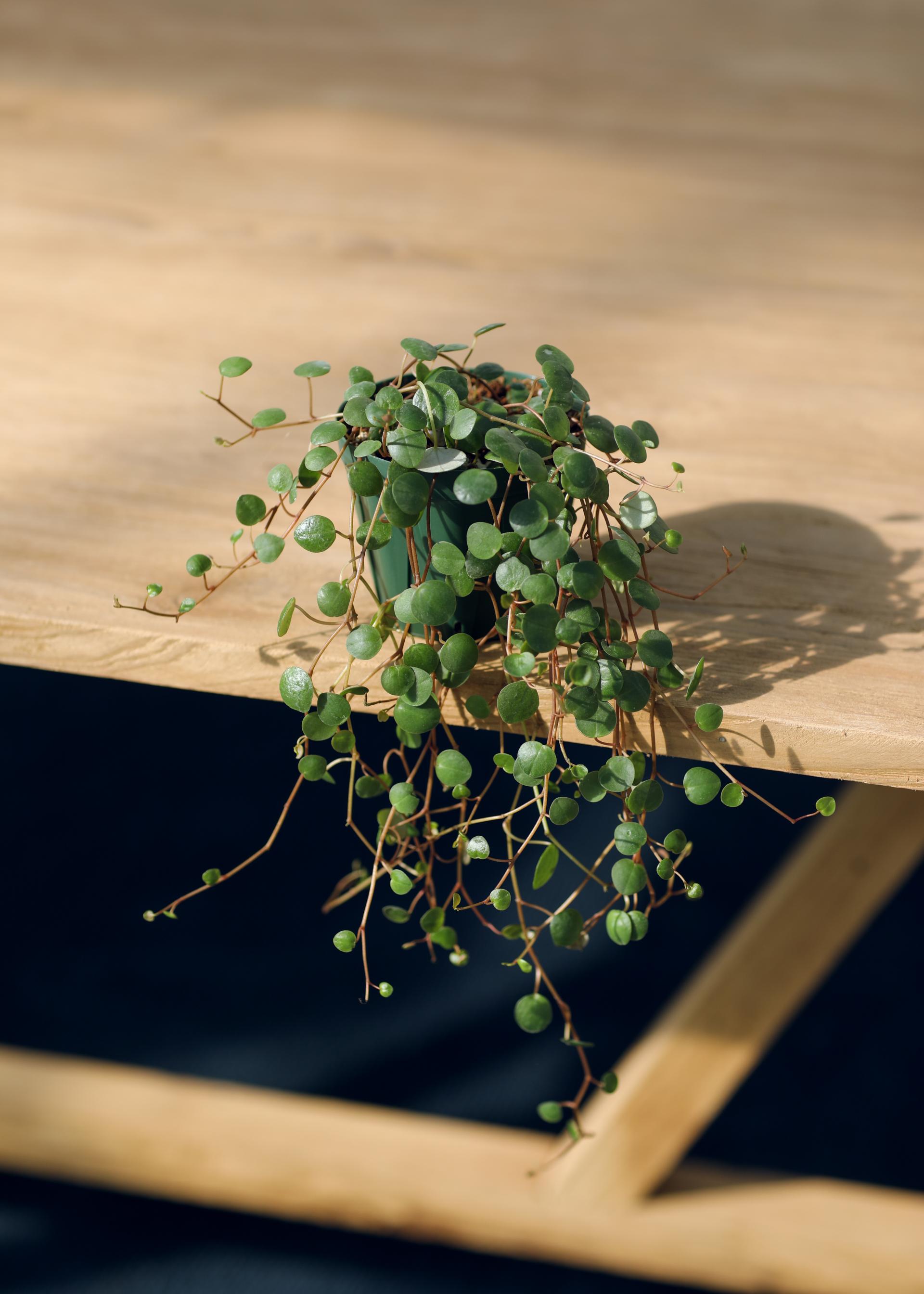 Peperomia 'Pepper Spot' 페페로미아 페퍼스팟