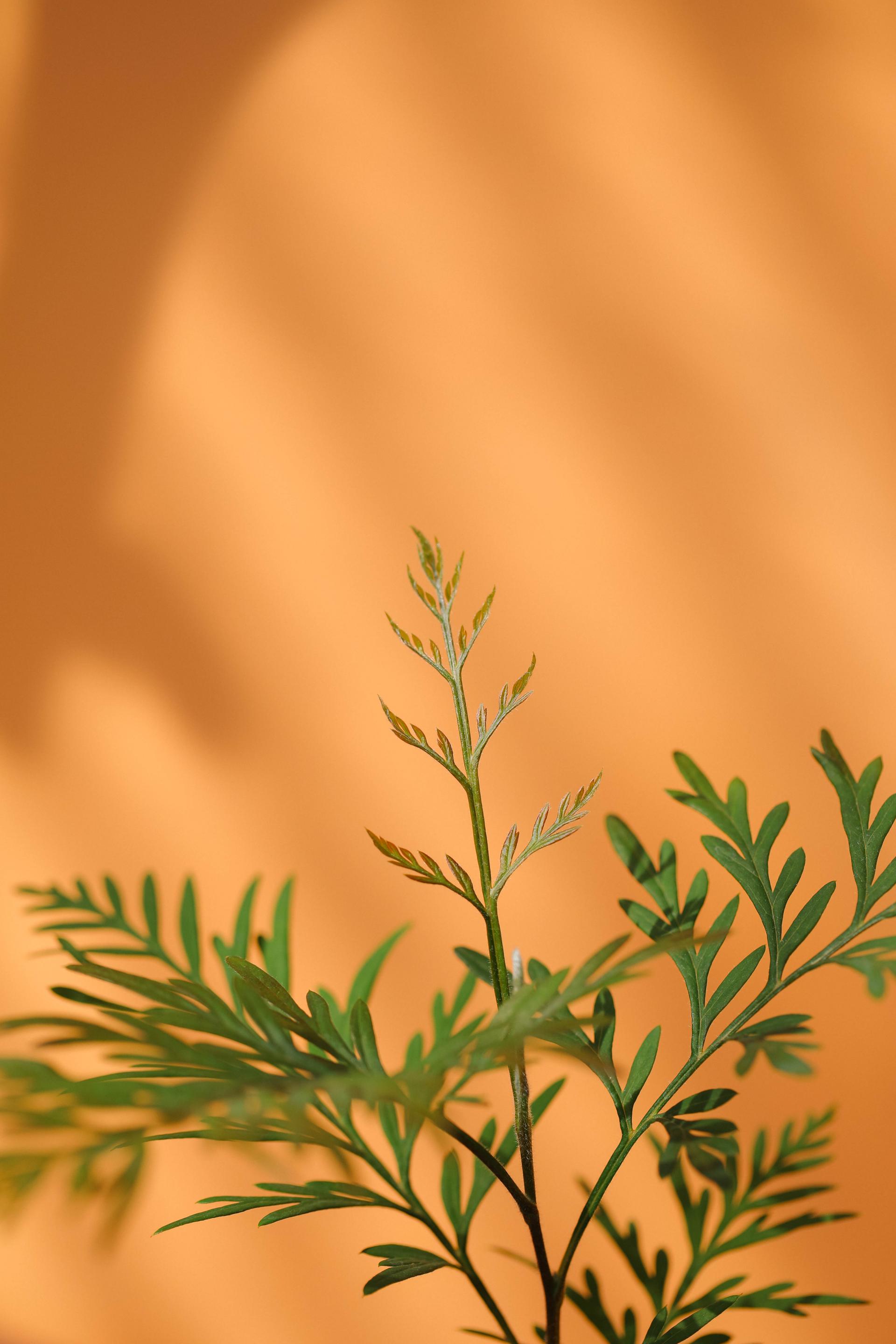 Grevillea robusta + Marble pot 그레빌레아 로부스타 + 마블팟