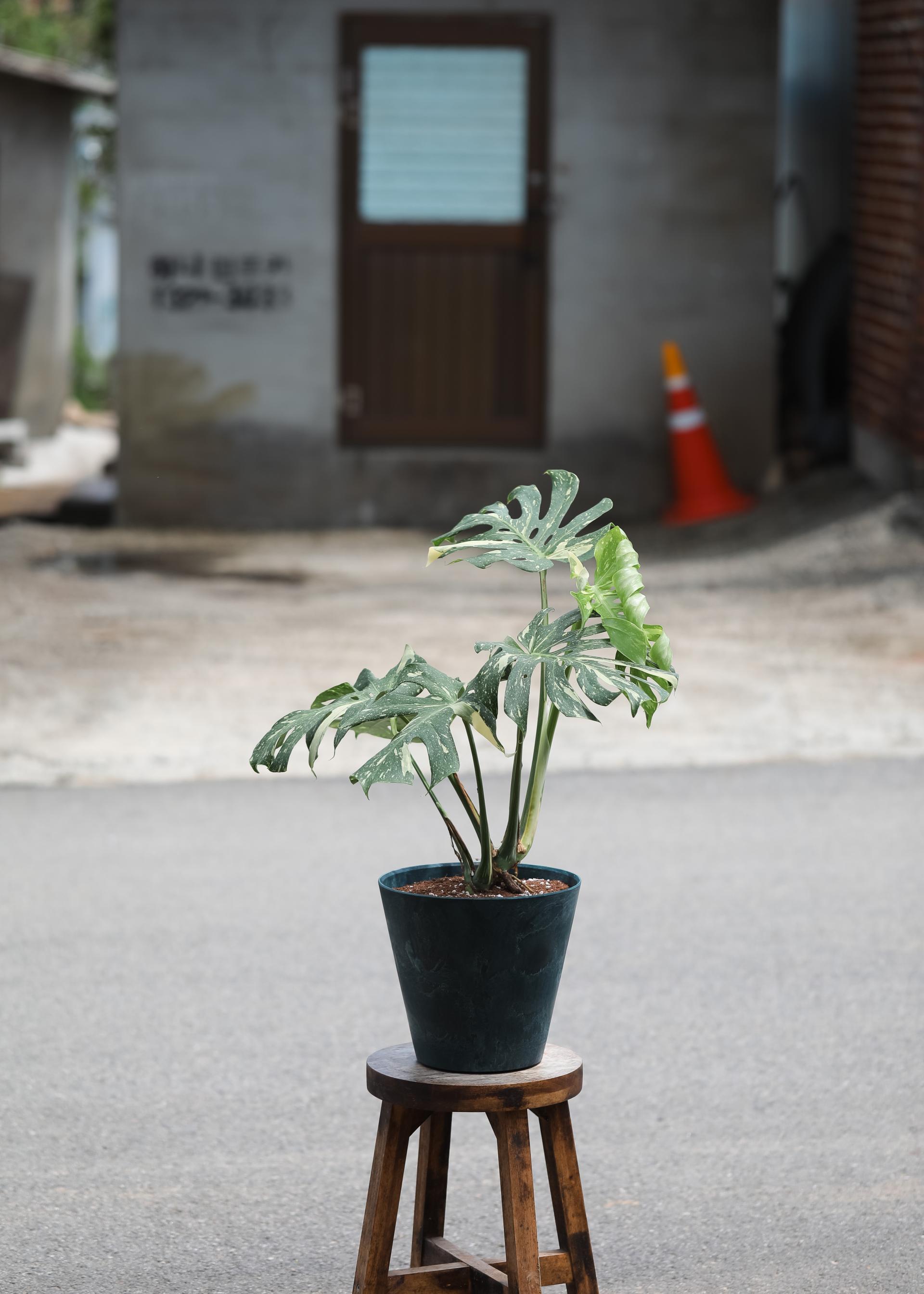 Monstera deliciosa 'Thai Constellation' + Navy circle pot 몬스테라 델리시오사 타이 컨스텔레이션 + 네이비 써클팟