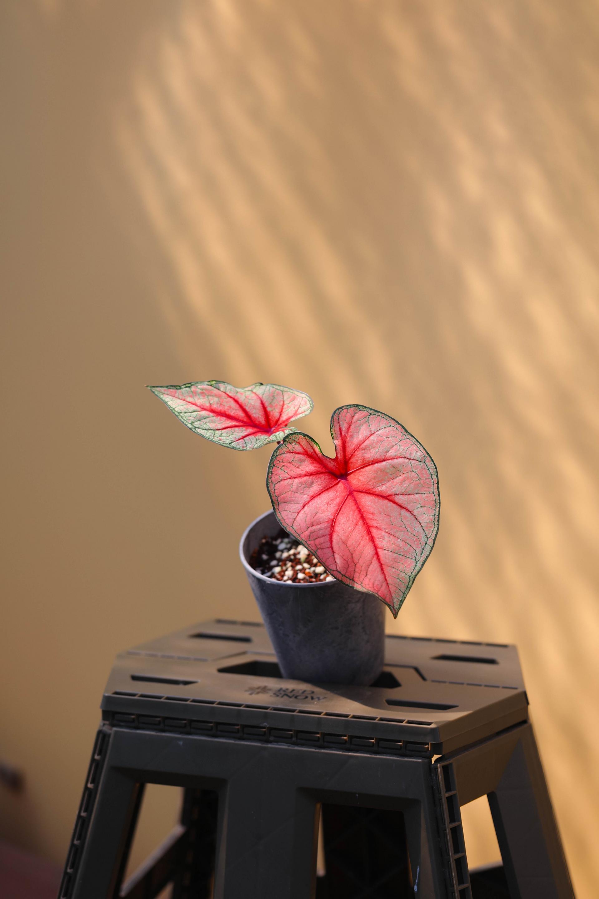 Caladium 'Radiance' 칼라디움 라디언스