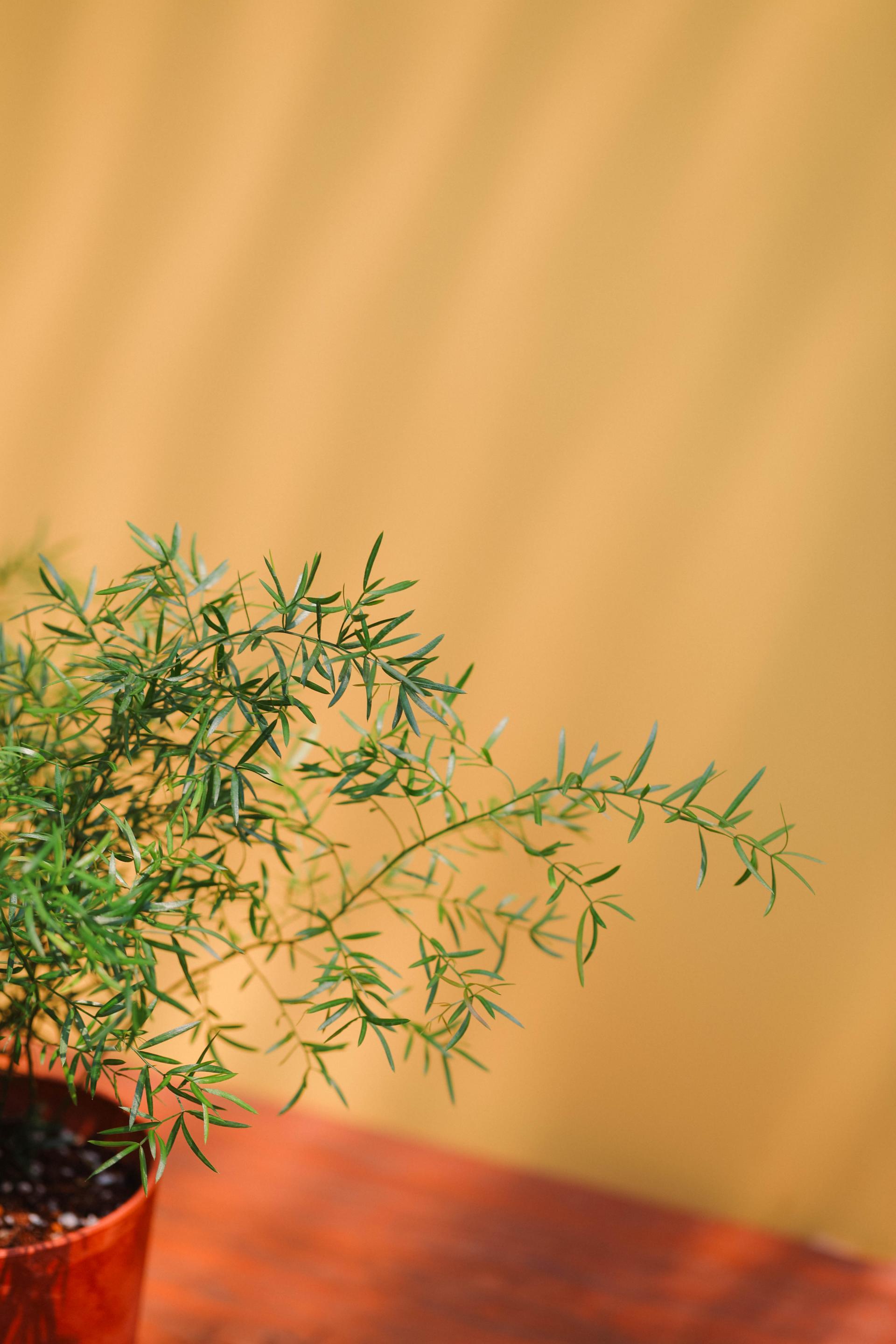 Asparagus densiflorus sprengeri + Orange marble pot 아스파라거스 덴시플로러스 스프렌게리 + 오렌지 마블팟